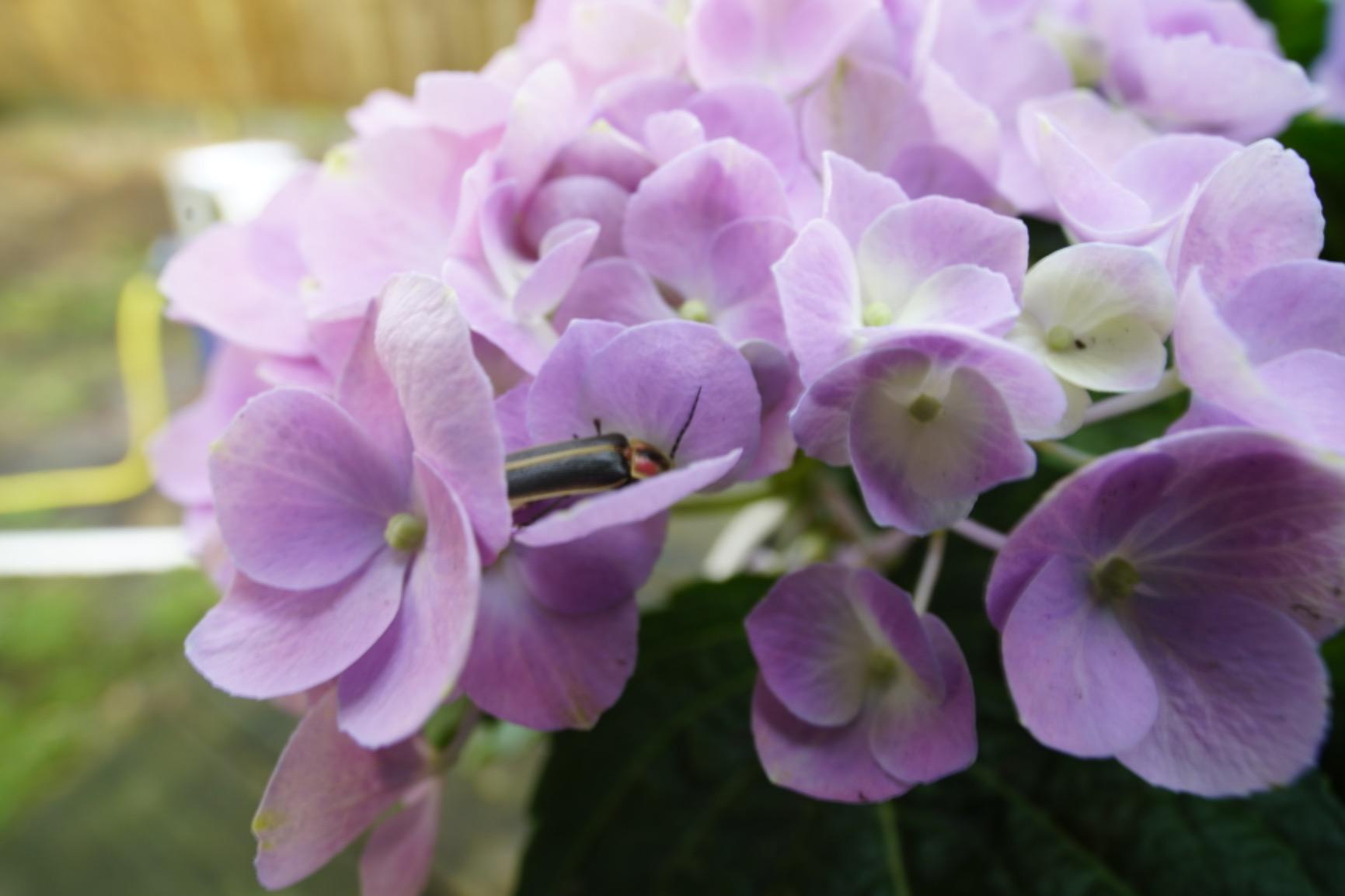Venus Laowa 15mm f/4 Wide Angle 1:1 Macro Lens with Shift for Sony FE Mount customer photo 1