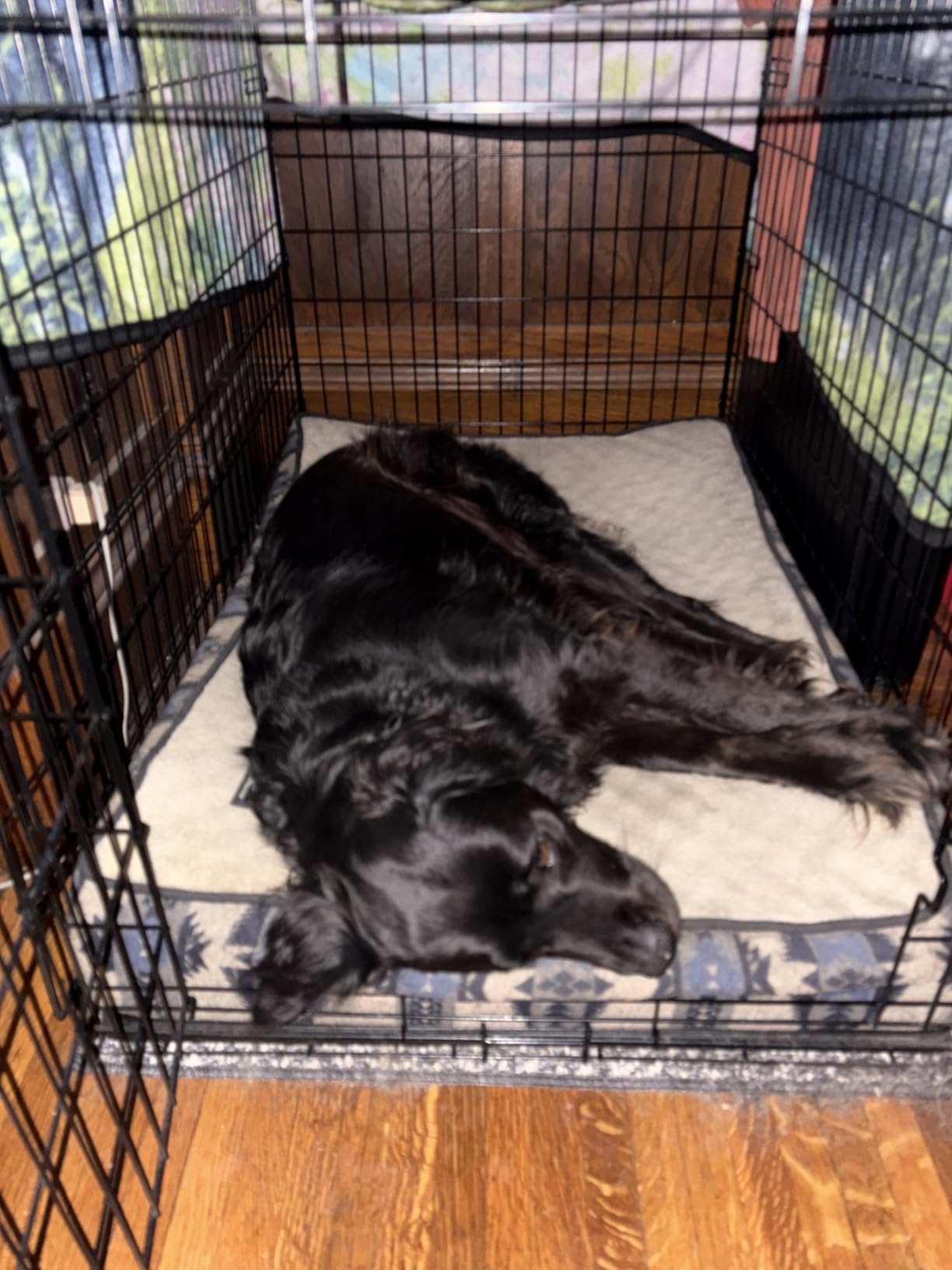 Midwest Homes for Pets 42-Inch New World Crate for Large Breeds, 71-90 lbs customer photo 1