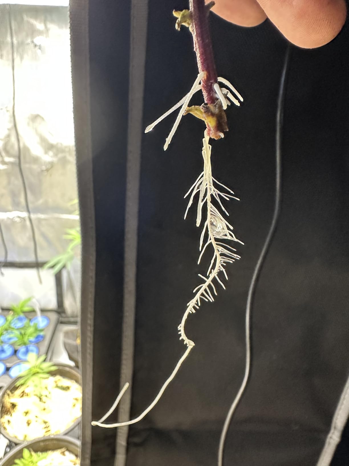 Oxyclone OX20SYS 20 Site, Compact Recirculating Cloning Propagation System, Heavy Yields customer photo 1