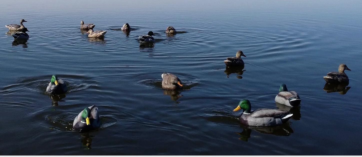 Ultimate Decoy Spreader and Jerk Rig Includes Anchor Bag! Bring Your decoys to Life. Put The Most Realistic Motion into Your decoys. customer photo 1