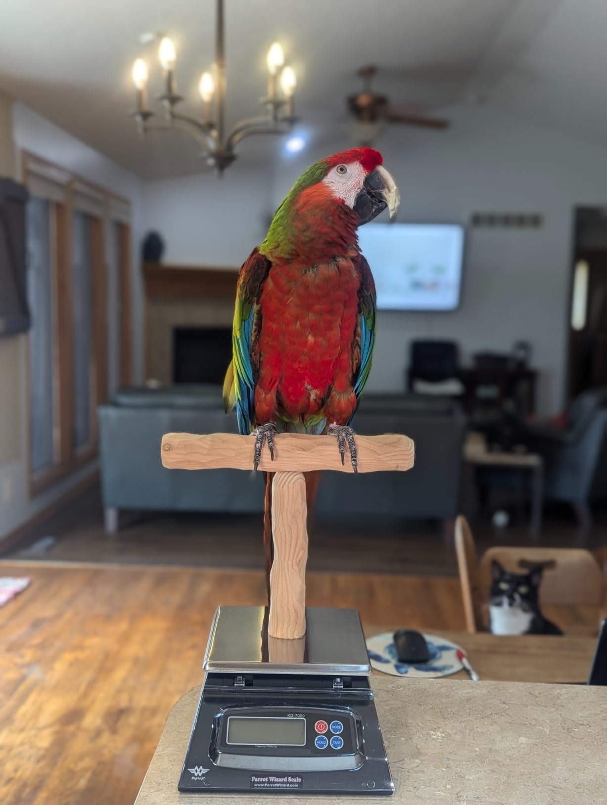 NU Perch Parrot Training Scale customer photo 2