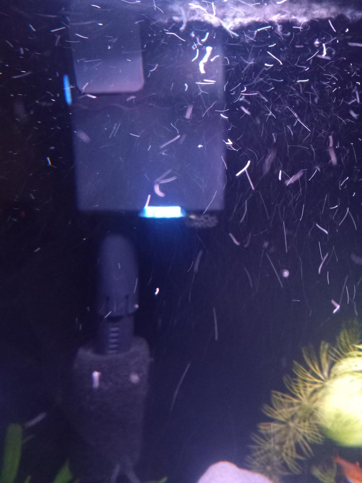 SeaChem Large Aquarium Fish Tank Filter, Tidal 55 Gallon (200 Liters) by Sicce customer photo 2