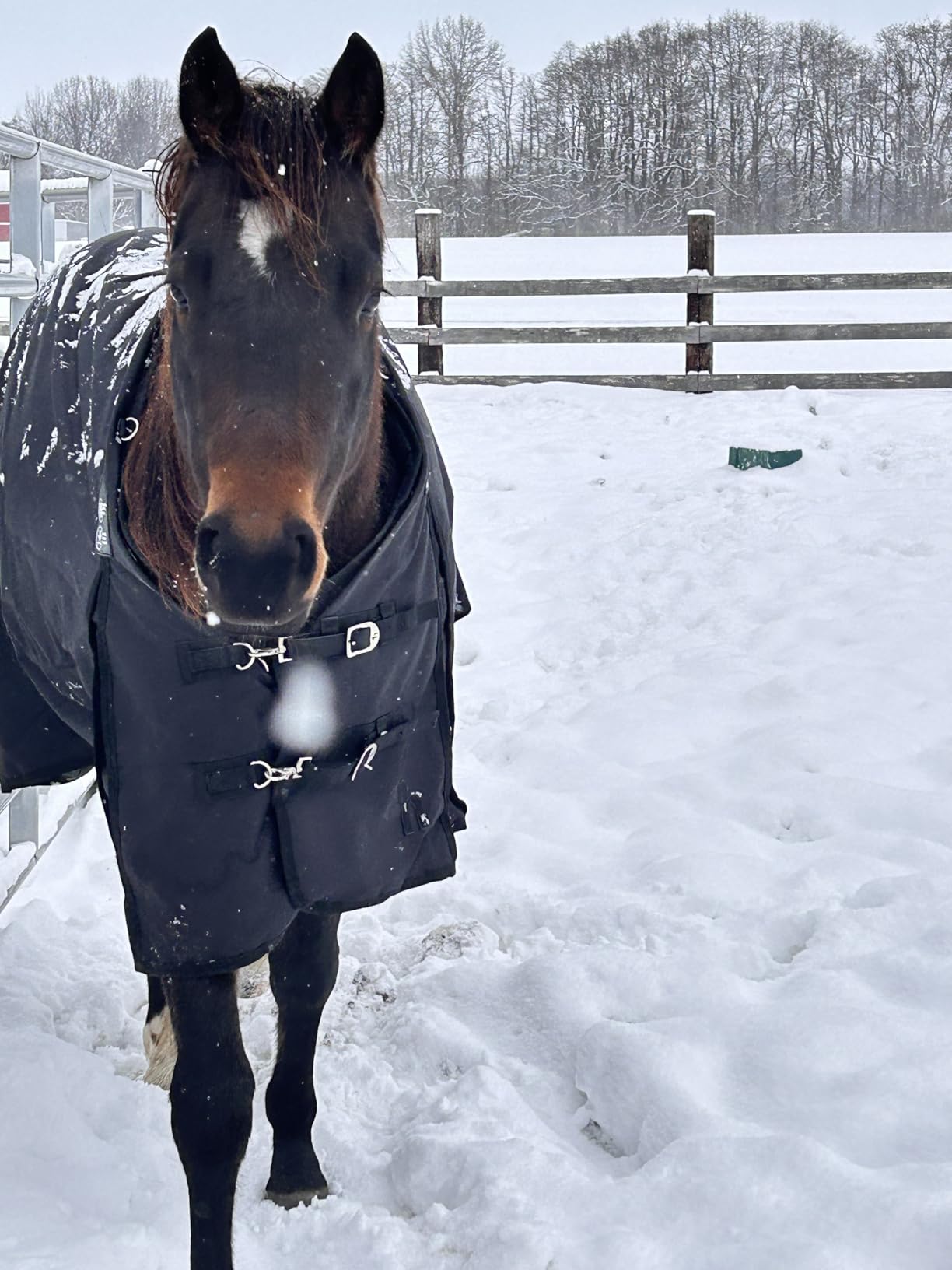 Horze Nevada Heavy Weight 1200D Waterproof Horse Winter Turnout Blanket (400g Fill) - Black - 69 in customer photo 1