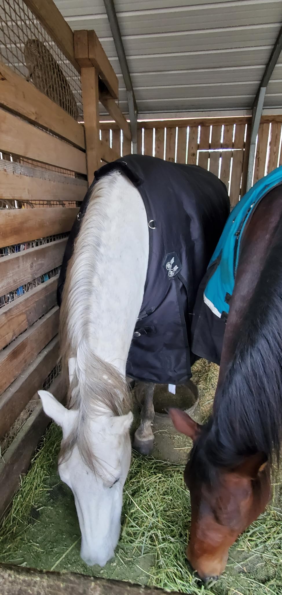 Horze Nevada Heavy Weight 1200D Waterproof Horse Winter Turnout Blanket (400g Fill) - Black - 69 in customer photo 2