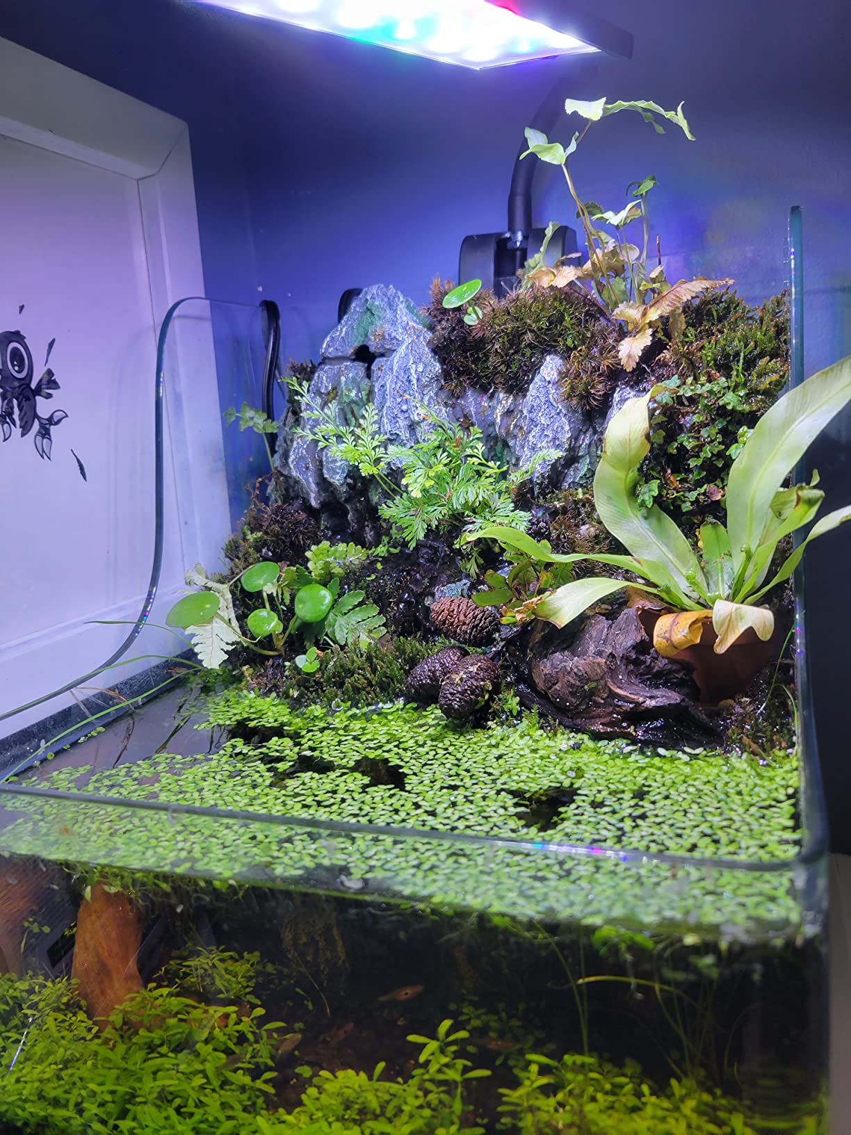 PENN-PLAX AquaTerrium Planting Tank - Hydroponic Aquarium with Integrated Filter System for Live Plants and Fish - 1.85 Gallons customer photo 2