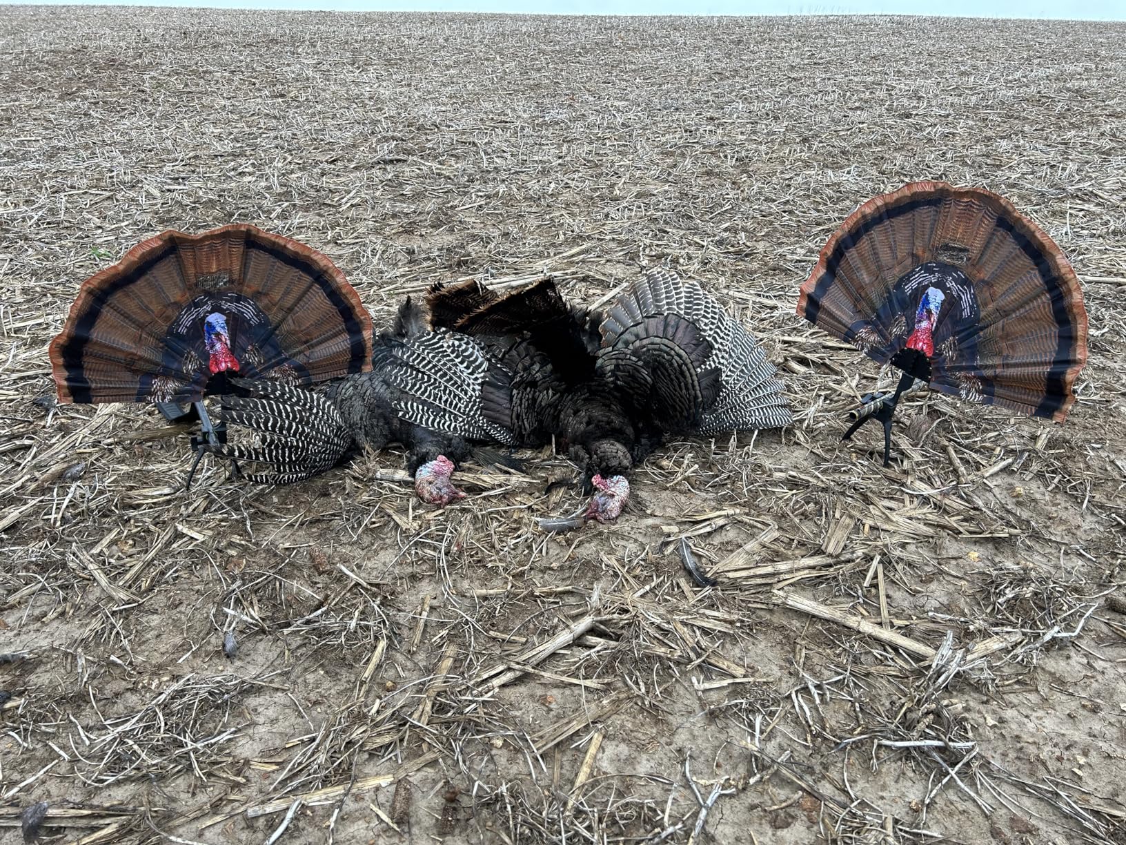 MOJO Outdoors Turkey Hunting Decoys and Accessories customer photo 1