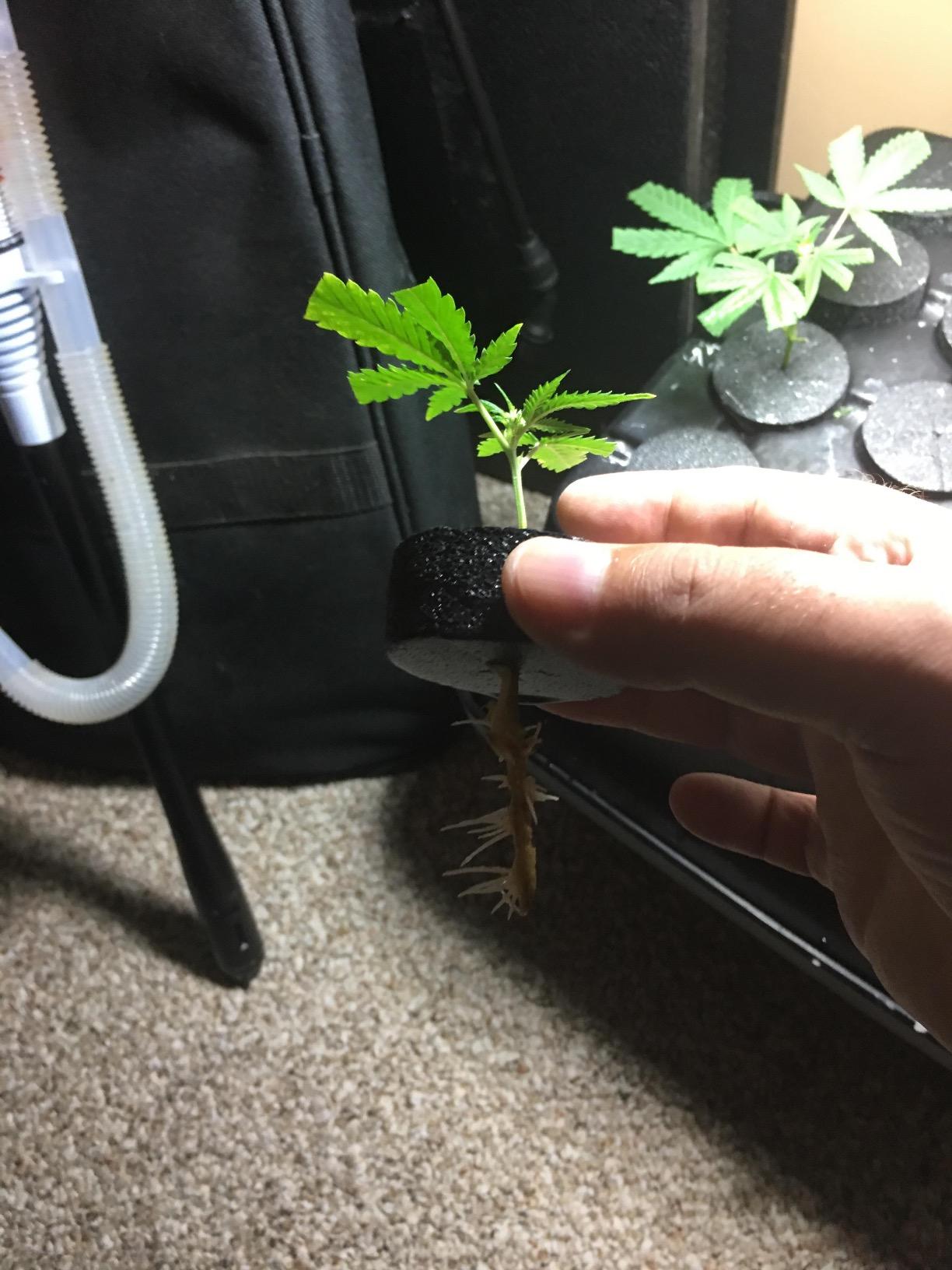 EZ Clone 16 Cutting Cloning System customer photo 1