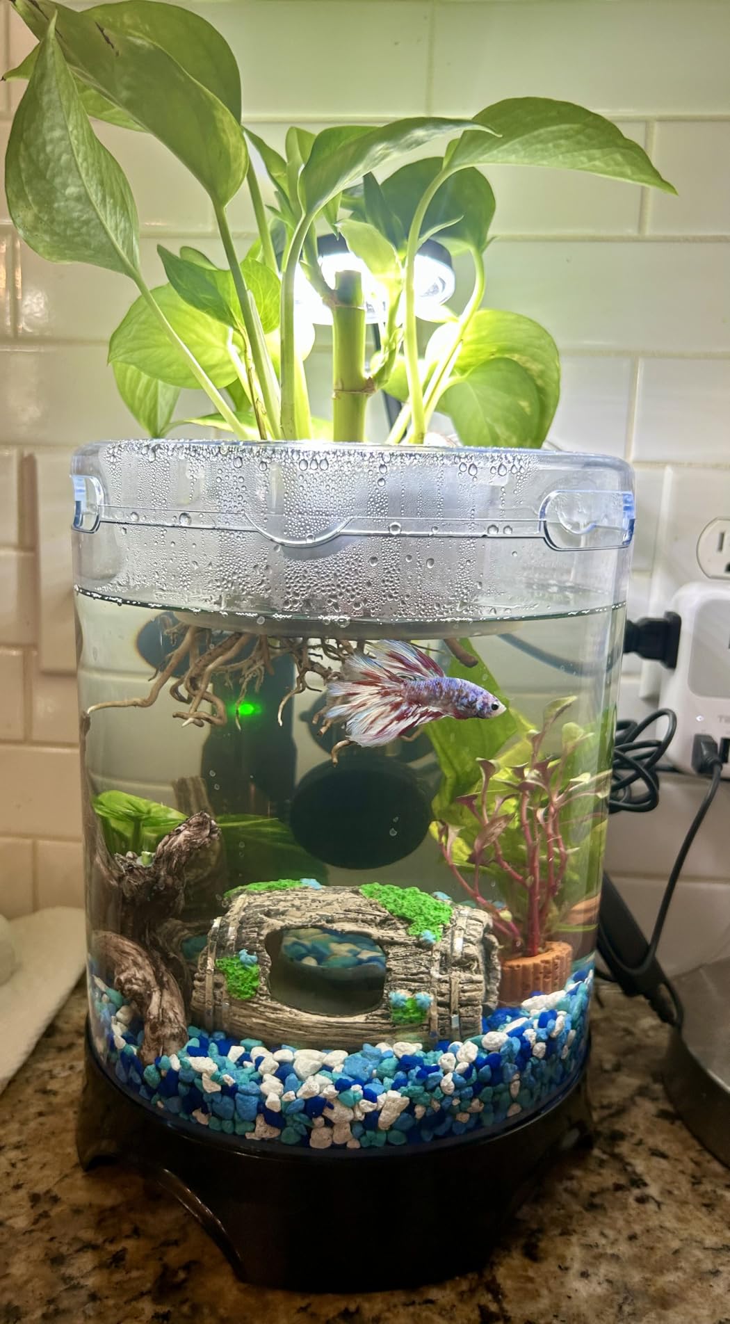 Penn-Plax Aquaponic Planter and Aquarium for Betta Fish | Tank Promotes Healthy Hydroponic Environment for Plants and Fish customer photo 1