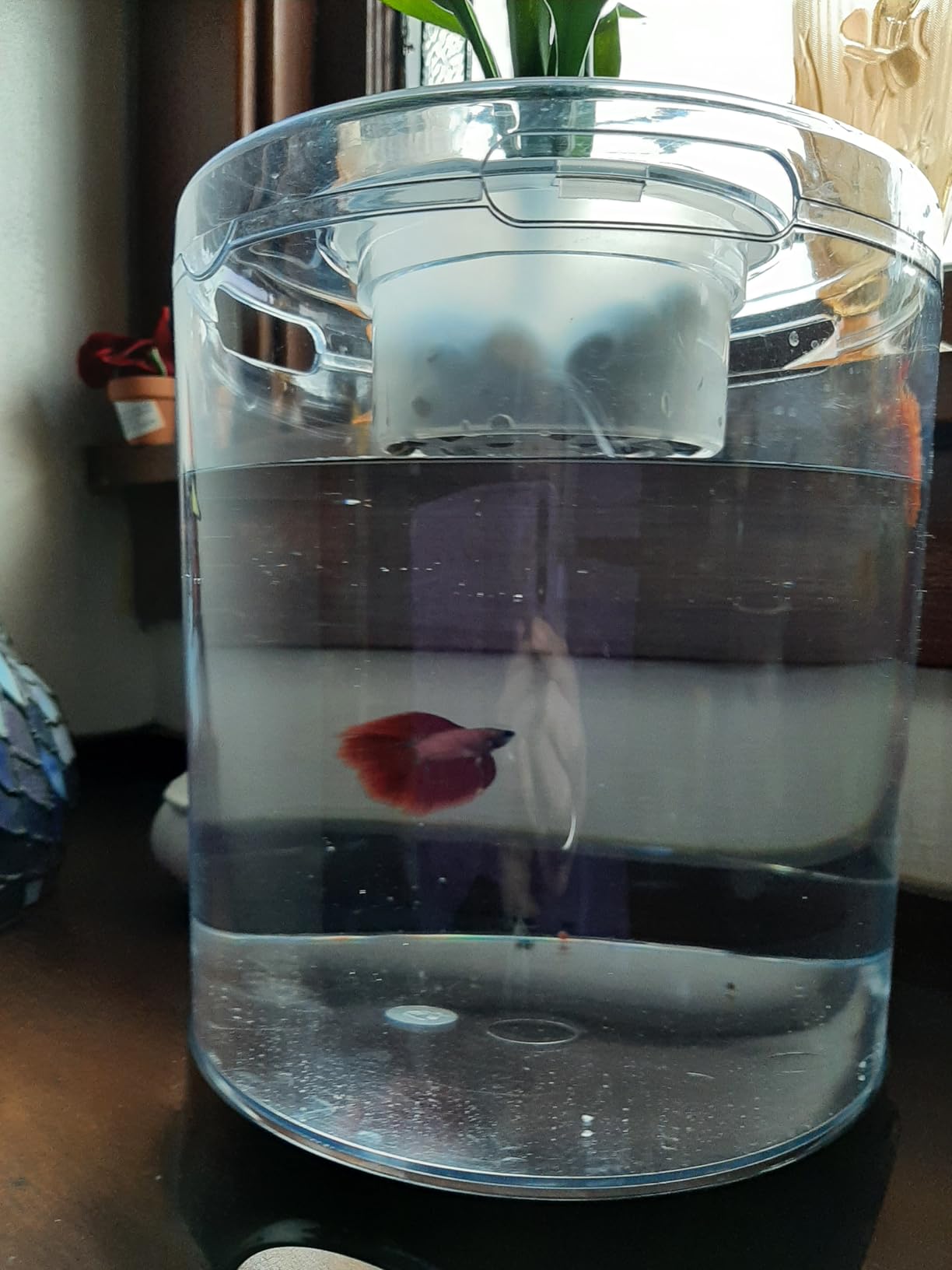 Penn-Plax Aquaponic Planter and Aquarium for Betta Fish | Tank Promotes Healthy Hydroponic Environment for Plants and Fish customer photo 2