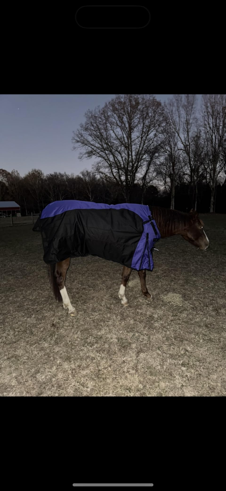 TOUGH1 1200D Turnout Blanket with Belly WRAP and SNUGGIT, Royal Blue, 78-in customer photo 1