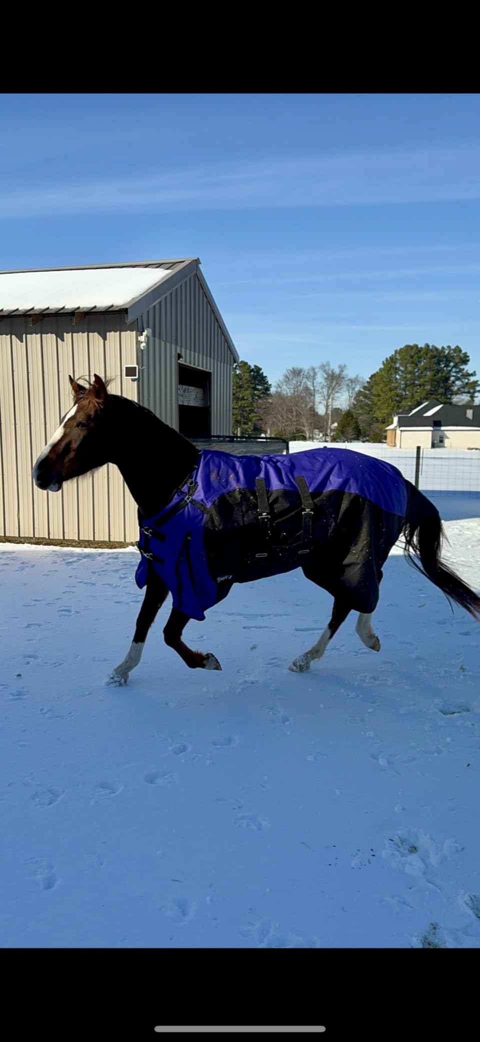 TOUGH1 1200D Turnout Blanket with Belly WRAP and SNUGGIT, Royal Blue, 78-in customer photo 2