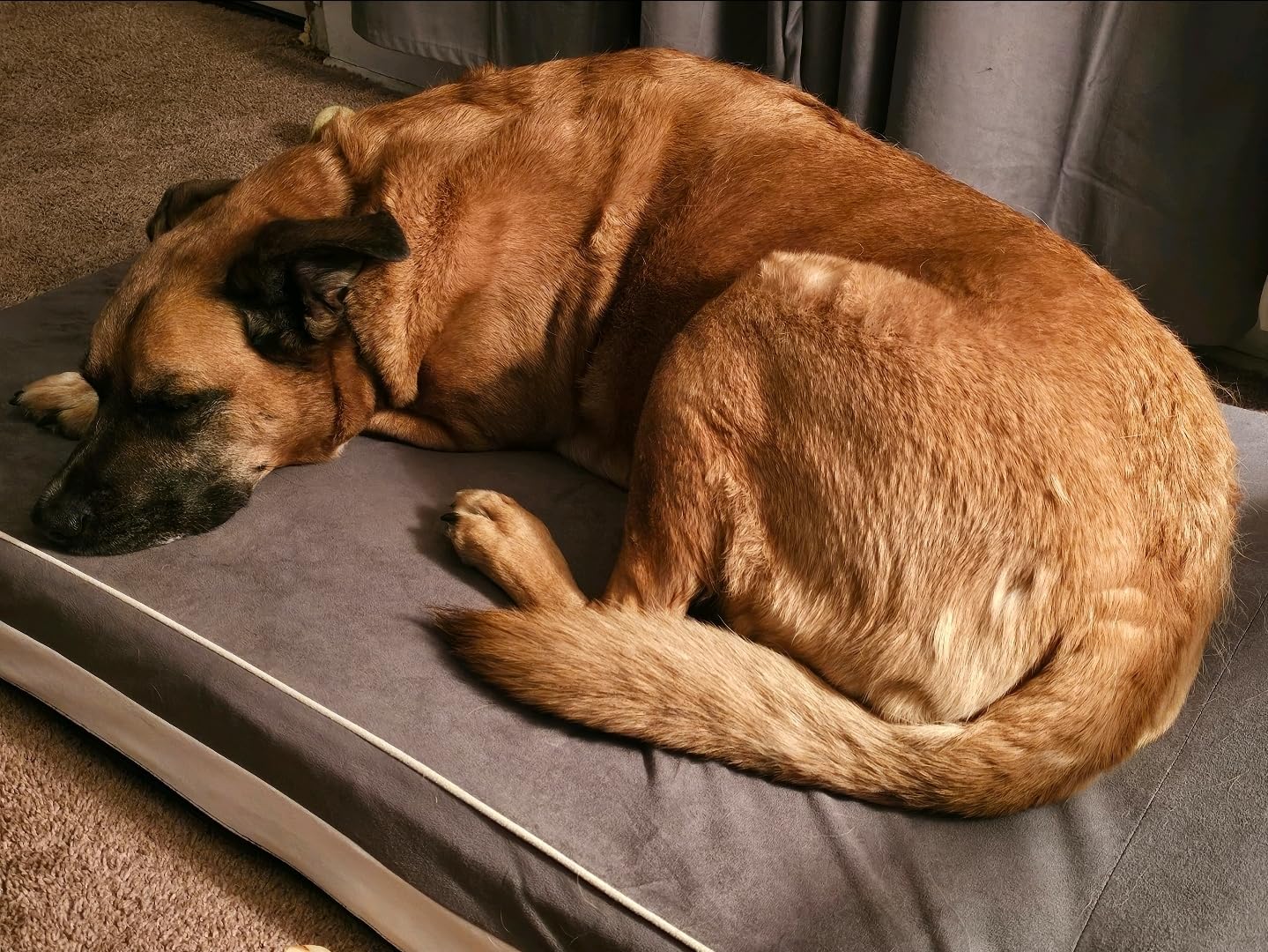 Laifug Orthopedic Memory Foam Extra Large Dog Bed Pillow(50