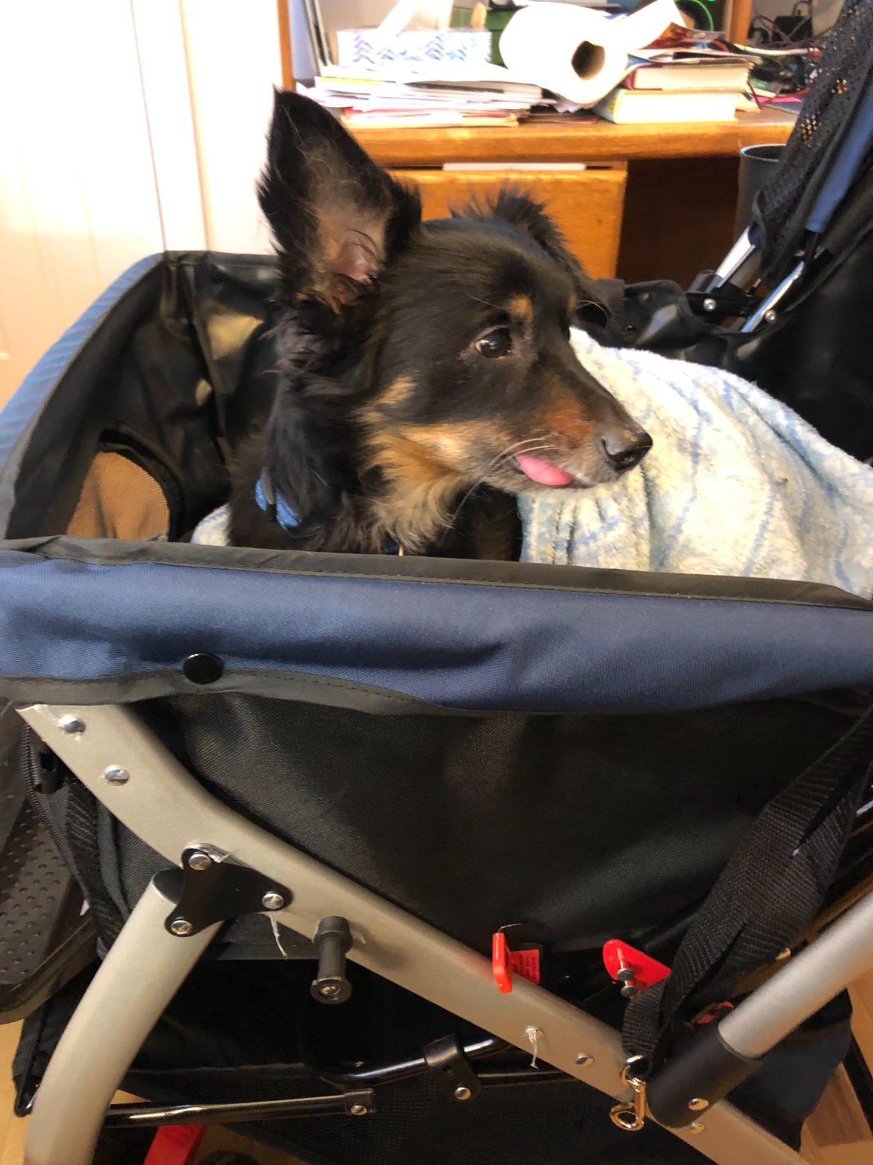 HPZ Pet Rover Premium Heavy Duty Dog/Cat/Pet Stroller Travel Carriage With Convertible Compartment/Zipperless Entry/Reversible Handle/Pump-Free Rubber Tires for Small, Medium, Large Pets - Midnight Blue customer photo 2