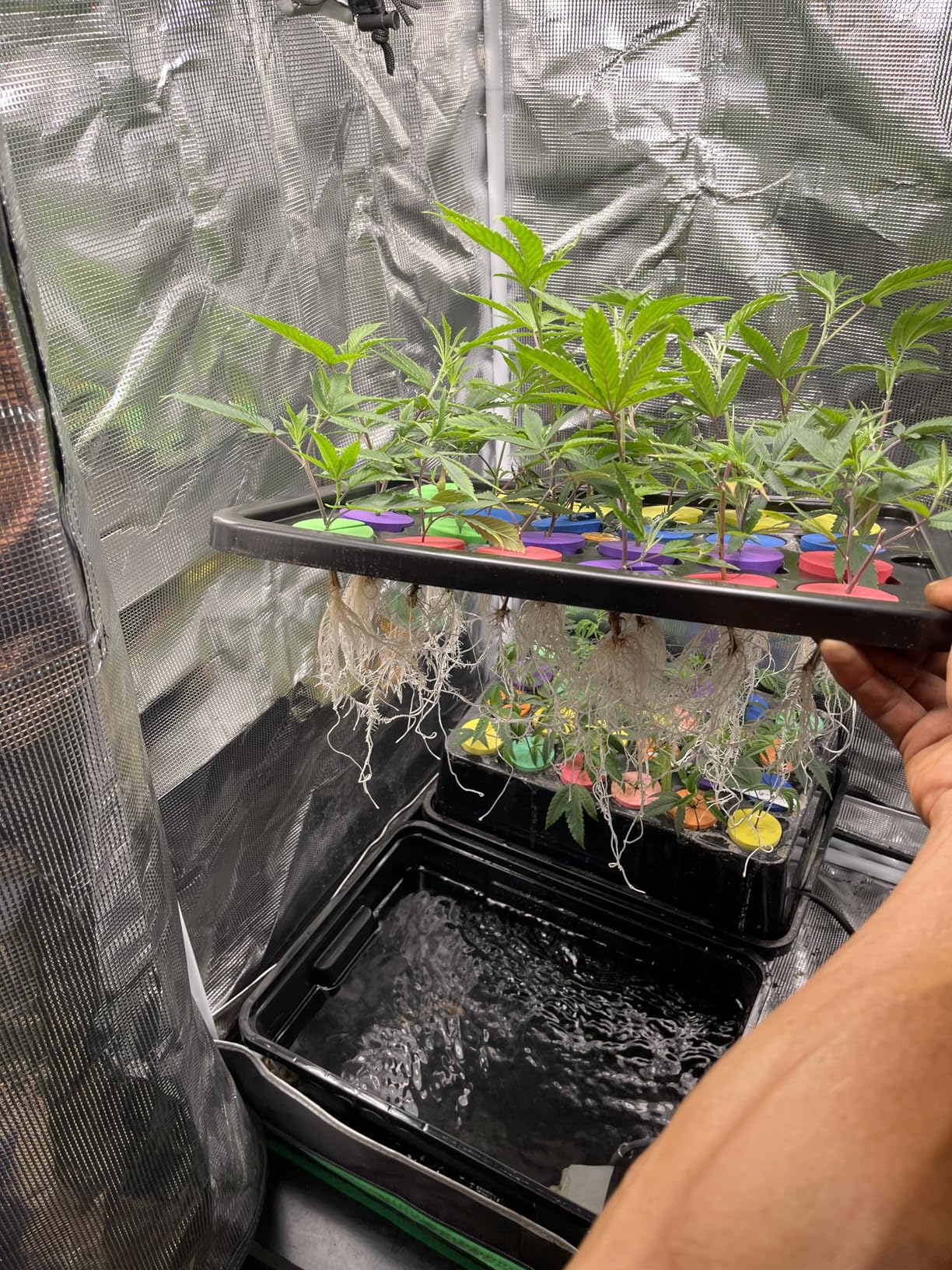 Psycloner Clone Machine, Hydroponics System, Clomer for Plant Cuttings, Propagation, 2 Gallon, Deep Water Culture, DWC (24 Site) customer photo 1