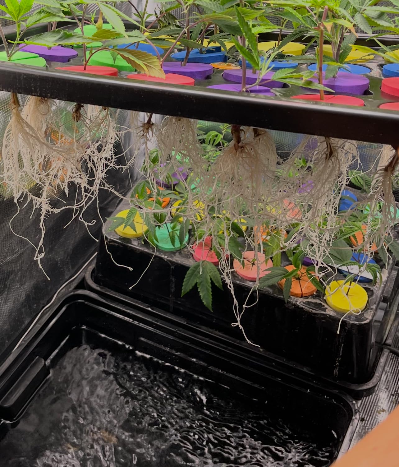 Psycloner Clone Machine, Hydroponics System, Clomer for Plant Cuttings, Propagation, 2 Gallon, Deep Water Culture, DWC (24 Site) customer photo 2