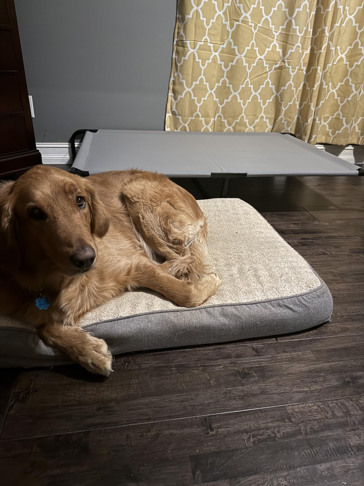 Amazon Basics Cooling Breathable Elevated Dog Bed with Metal Frame for Large Dogs, 51