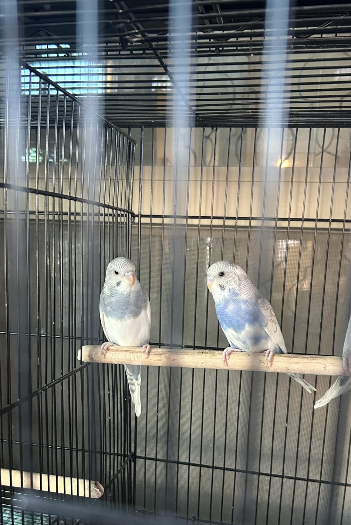 Lot of 4 Breeding Bird Carrier Cage with Dividor 30x18x18 for Parakeet Canary Finch Loverbird (White) customer photo 2