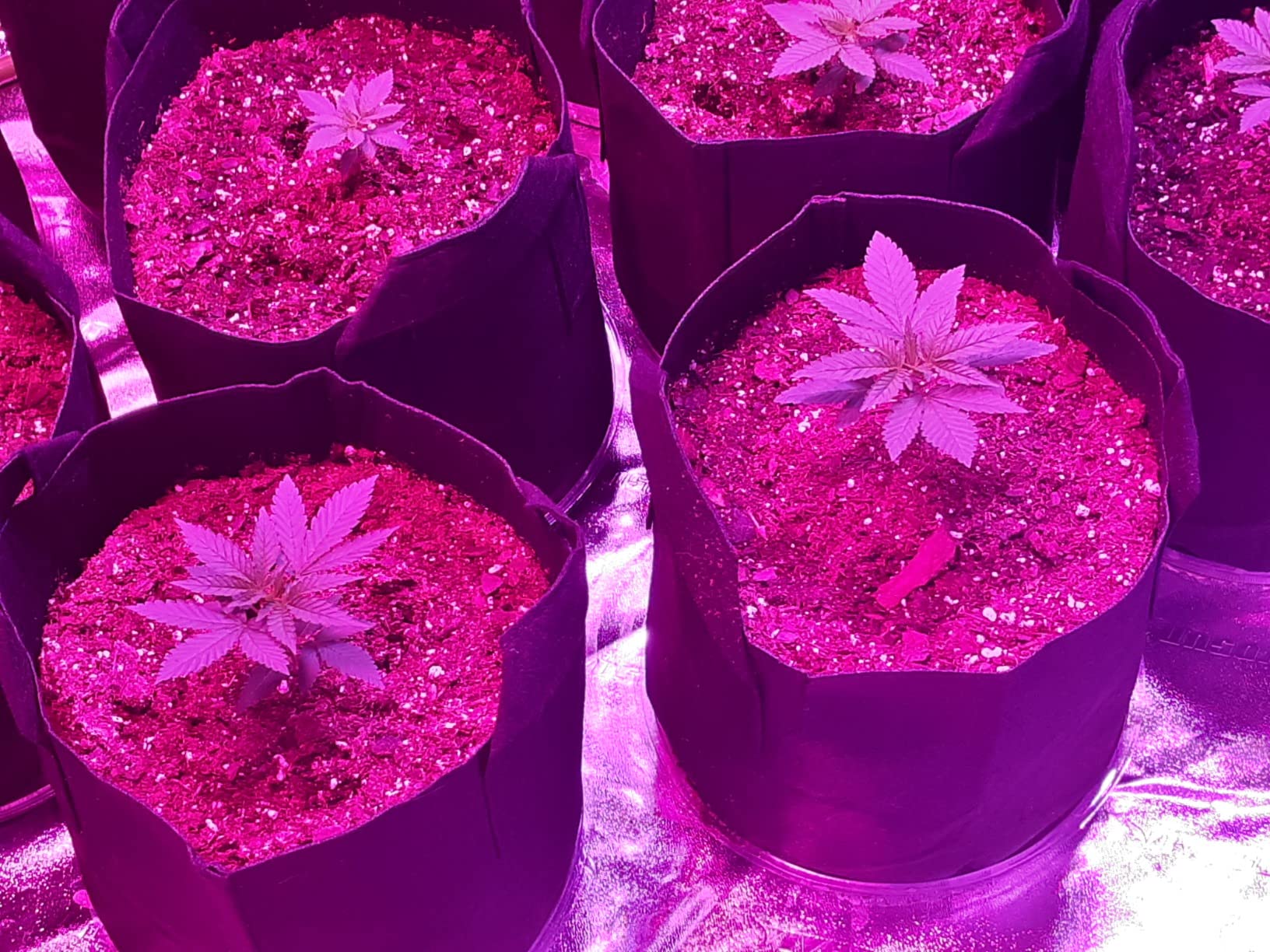 VIVOSUN 4x5 Grow Tent 2-in-1 Propagation & Growing Tents, 60