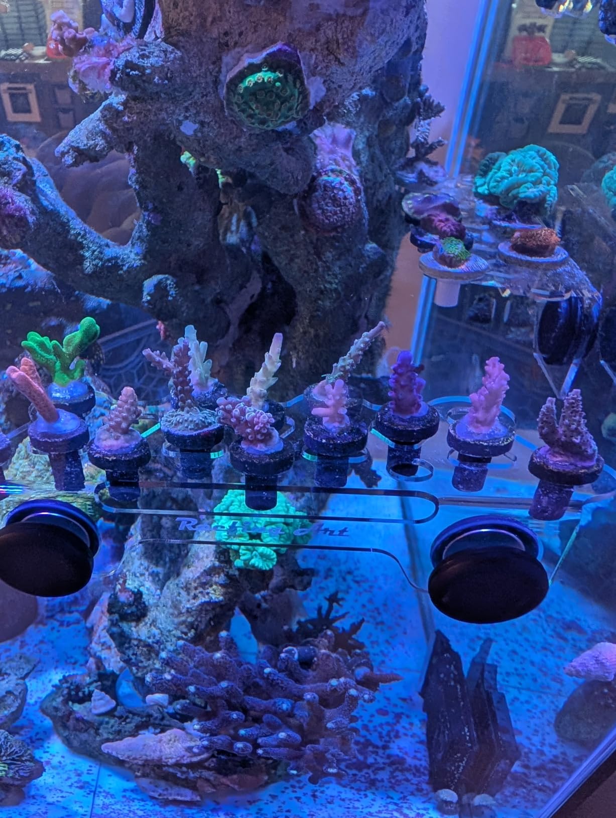 Magnetic Coral Frag Rack Strongest N52 Magnets Holds up to 41 Plugs (Large Max) customer photo 1