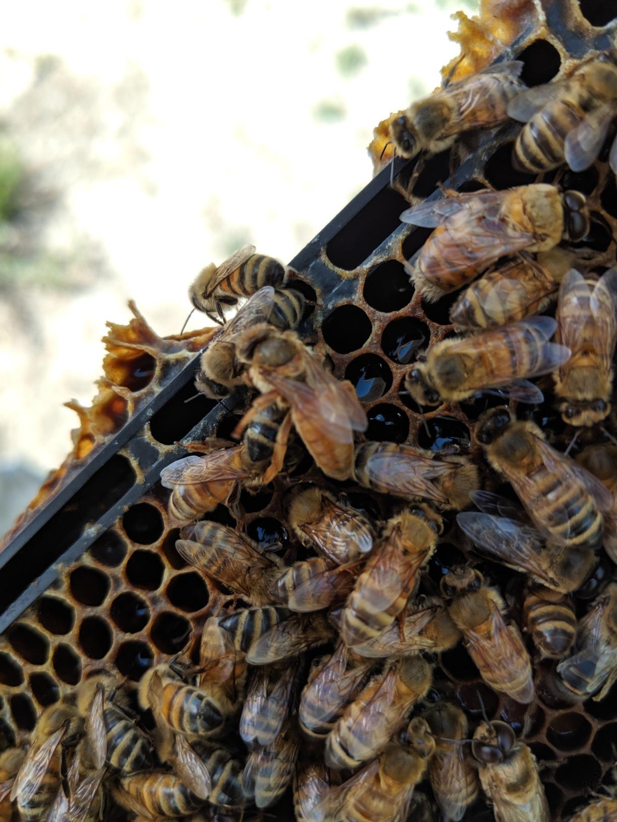 100 pcs JZBZ Queen Bee Cell Cups JZ-BZ Beekeeping Apiculture Queen Bee Rearing Supplies JZBZ Cell Cups customer photo 3