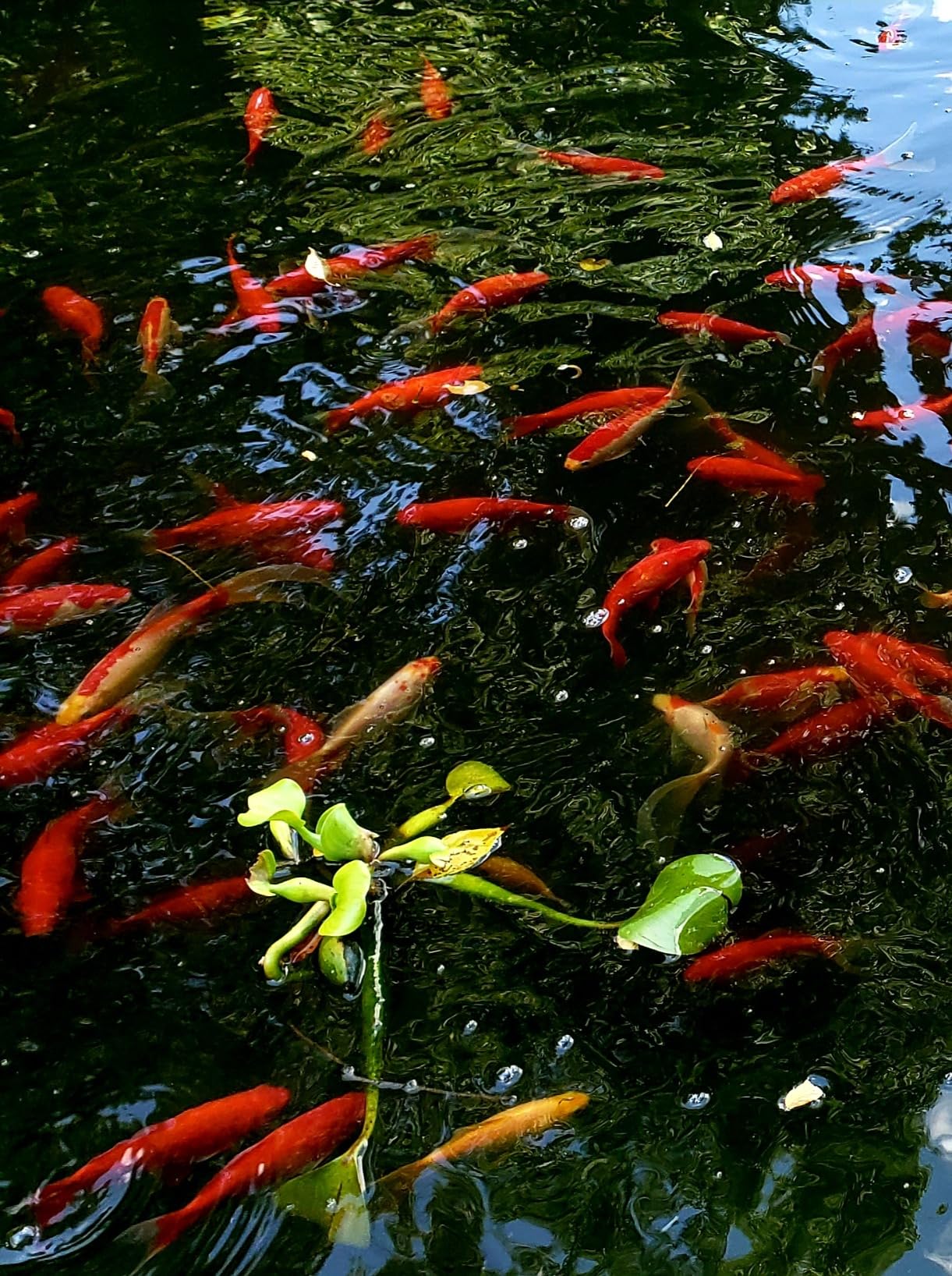 The Pond Guy UltraUV Ultraviolet Pond Water Clarifier, EPA Registered UV Light, Planktonic Algae & Green Water UVC Treatment, Plant, Koi Fish, Duck, Turtle, & Aquatic Life Safe, 18 Watt customer photo 1