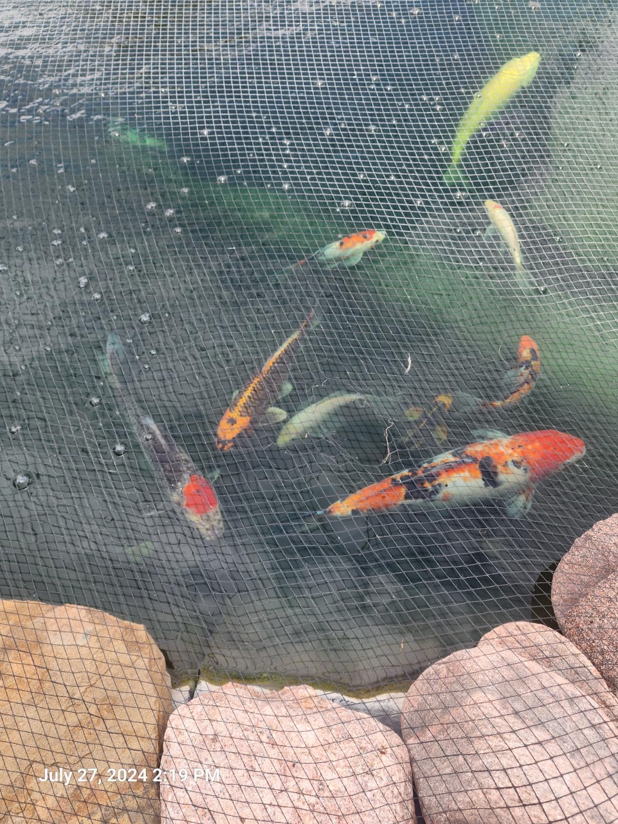 The Pond Guy UltraUV Ultraviolet Pond Water Clarifier, EPA Registered UV Light, Planktonic Algae & Green Water UVC Treatment, Plant, Koi Fish, Duck, Turtle, & Aquatic Life Safe, 18 Watt customer photo 2