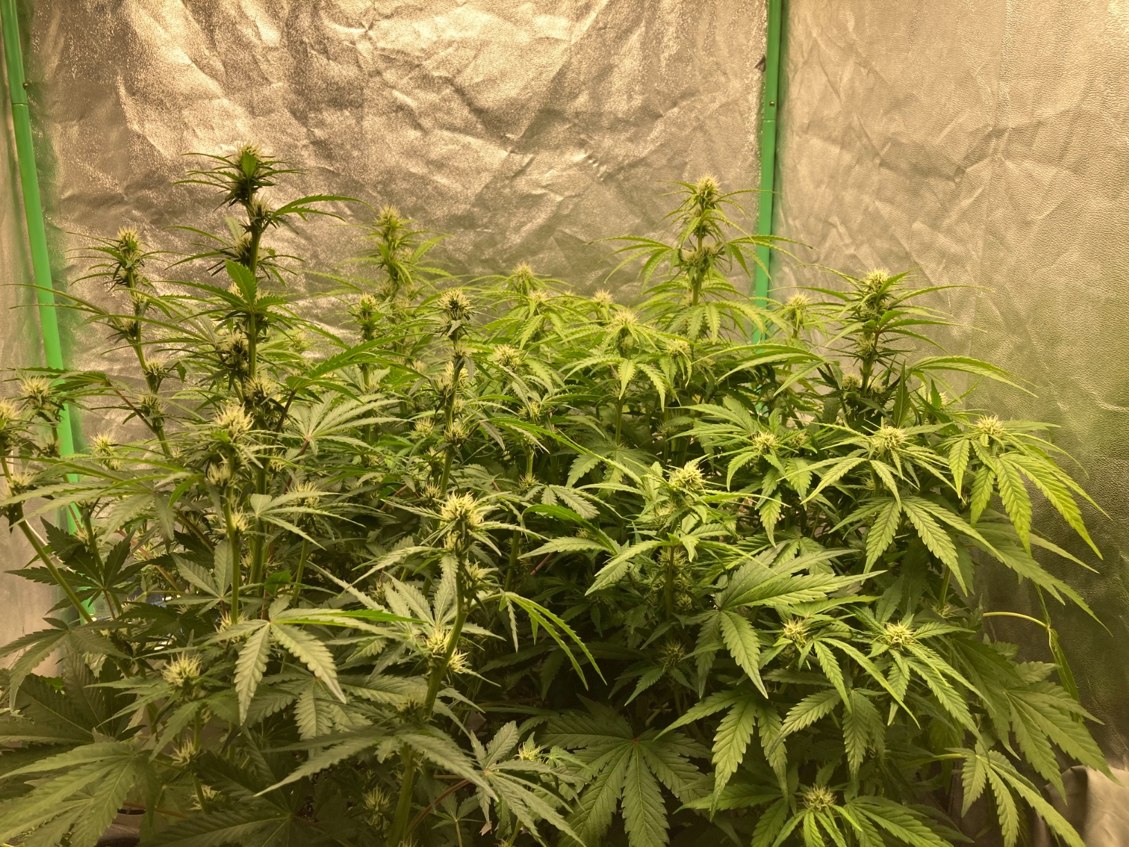 MARS HYDRO TS1000 150W LED Grow Light for Indoor Plants, with Patented Reflector, 5 Levels Dimmable Lights Daisy Chain Full Spectrum Growing Lamps for Seedlings Veg Bloom in 2x2/3x3 Grow Tent customer photo 1