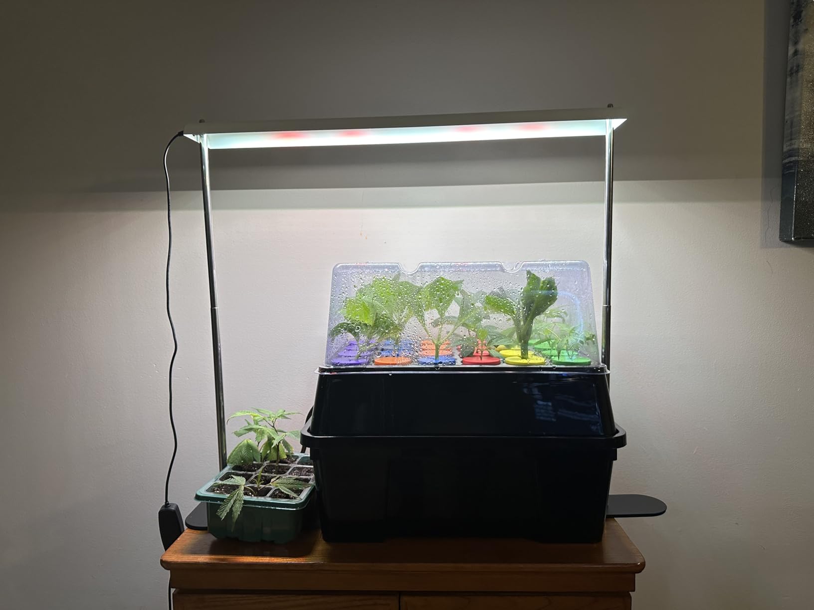 Aeroponic Clomer Machine 24 Site for Cuttings Rooting Using 2 inch Neoprene Inserts or 2 inch Clone Collars customer photo 2