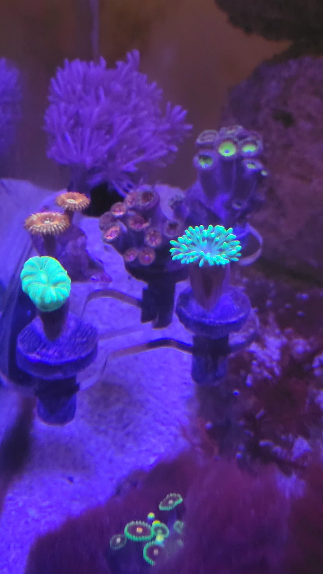 8 Plugs Coral Frag Rack (Set of One) customer photo 1