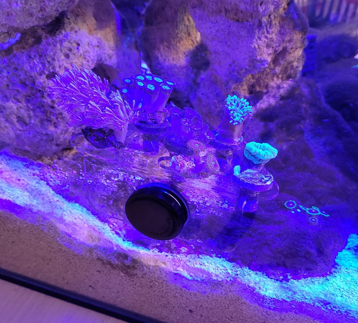 8 Plugs Coral Frag Rack (Set of One) customer photo 2