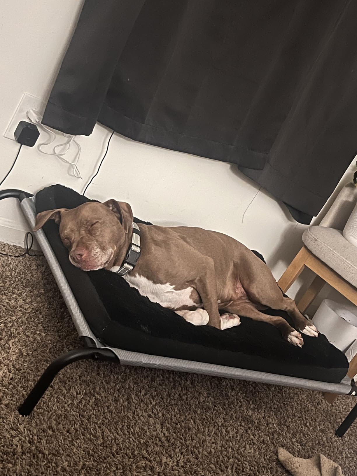 PHYEX Raised Pet Cot for Small Pets, Elevated Dog Bed with Breathable Mesh, Sturdy Steel Frame for Indoor & Outdoor Use, Non-Slip Design, Easy Clean, 33-Inch Grey customer photo 2