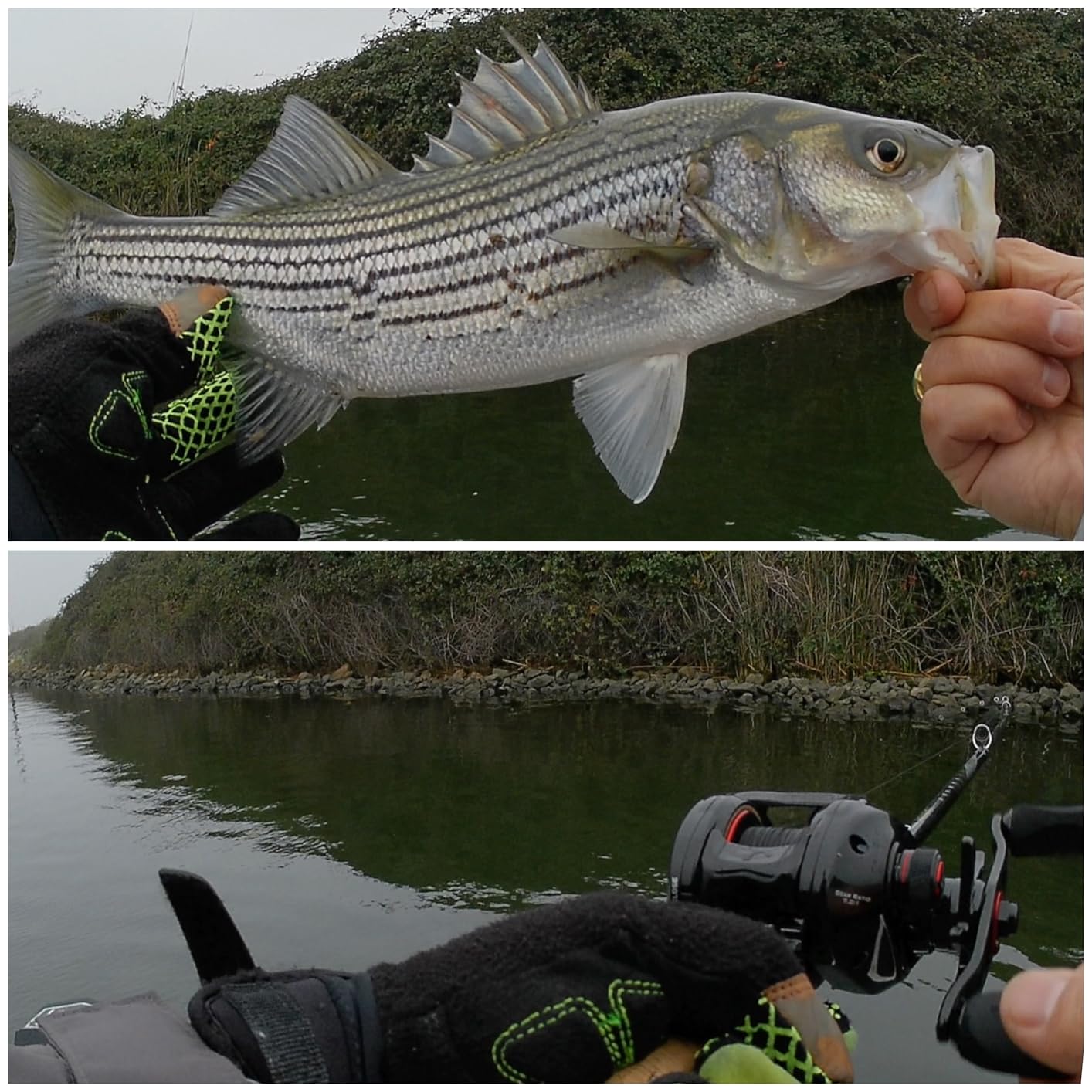 KastKing Royale Legend II Baitcasting Reels, New Compact Design Baitcaster Fishing Reel, 17.64LB Carbon Fiber Drag, Cross-Fire 8 Magnet Braking System, Available in 5.4:1 and 7.2:1 customer photo 1