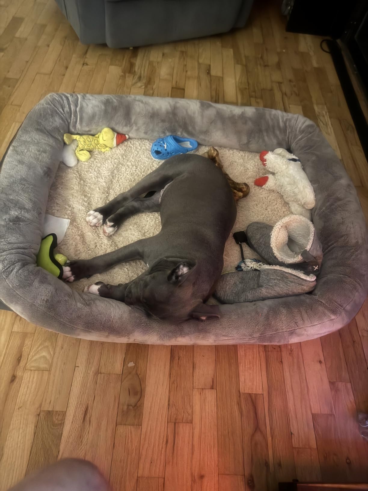 JOYELF XLarge Memory Foam Dog Bed, Orthopedic Dog Bed & Sofa with Removable Washable Cover and Squeaker Toy as Gift customer photo 1