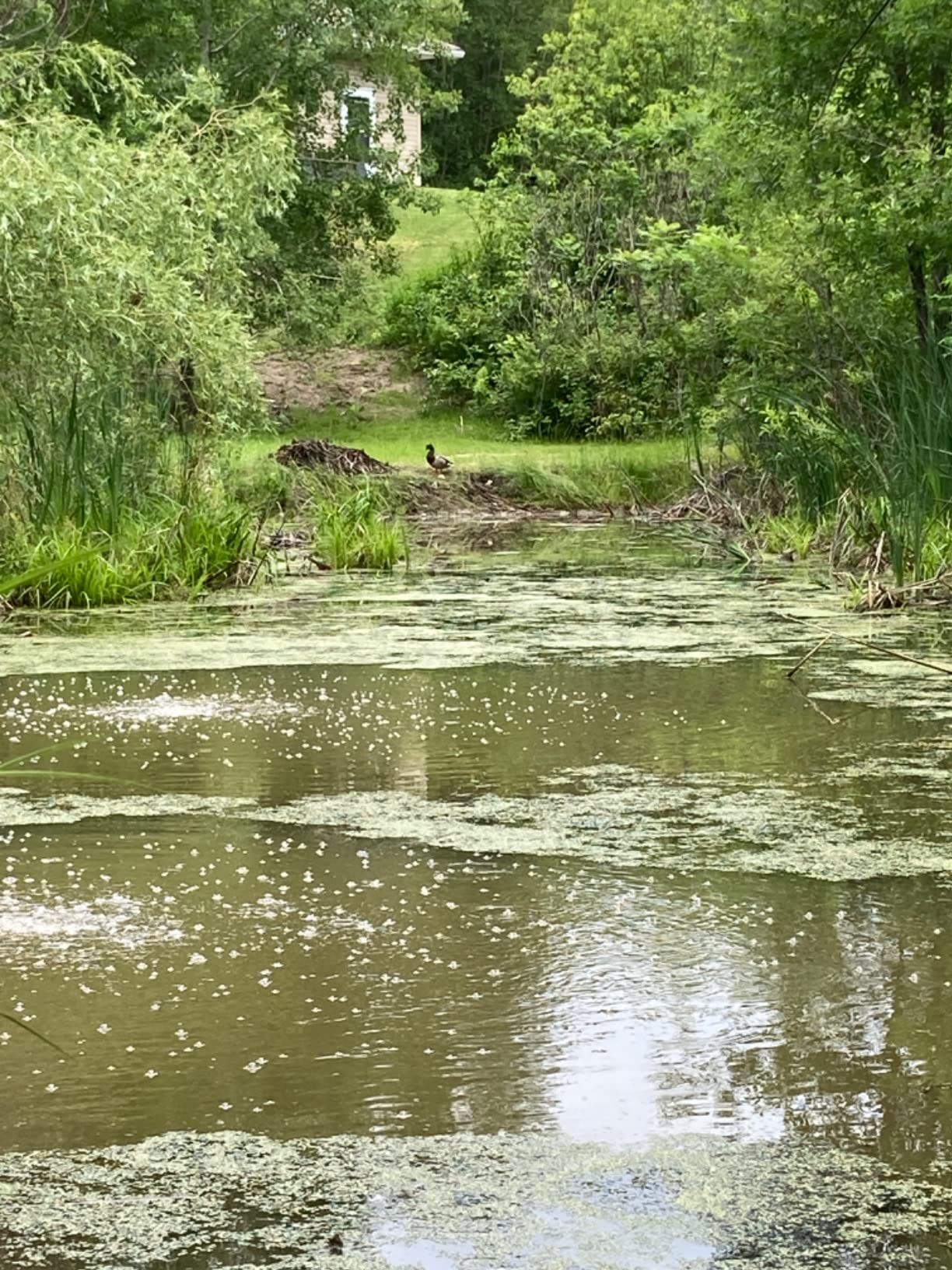 The Pond Guy Pond Aerator 2, Complete Aeration Kit with 2 Submersible Diffuser Sticks customer photo 1