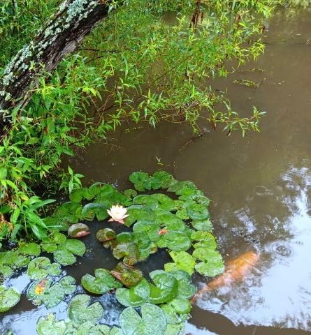 The Pond Guy Pond Aerator 2, Complete Aeration Kit with 2 Submersible Diffuser Sticks customer photo 2