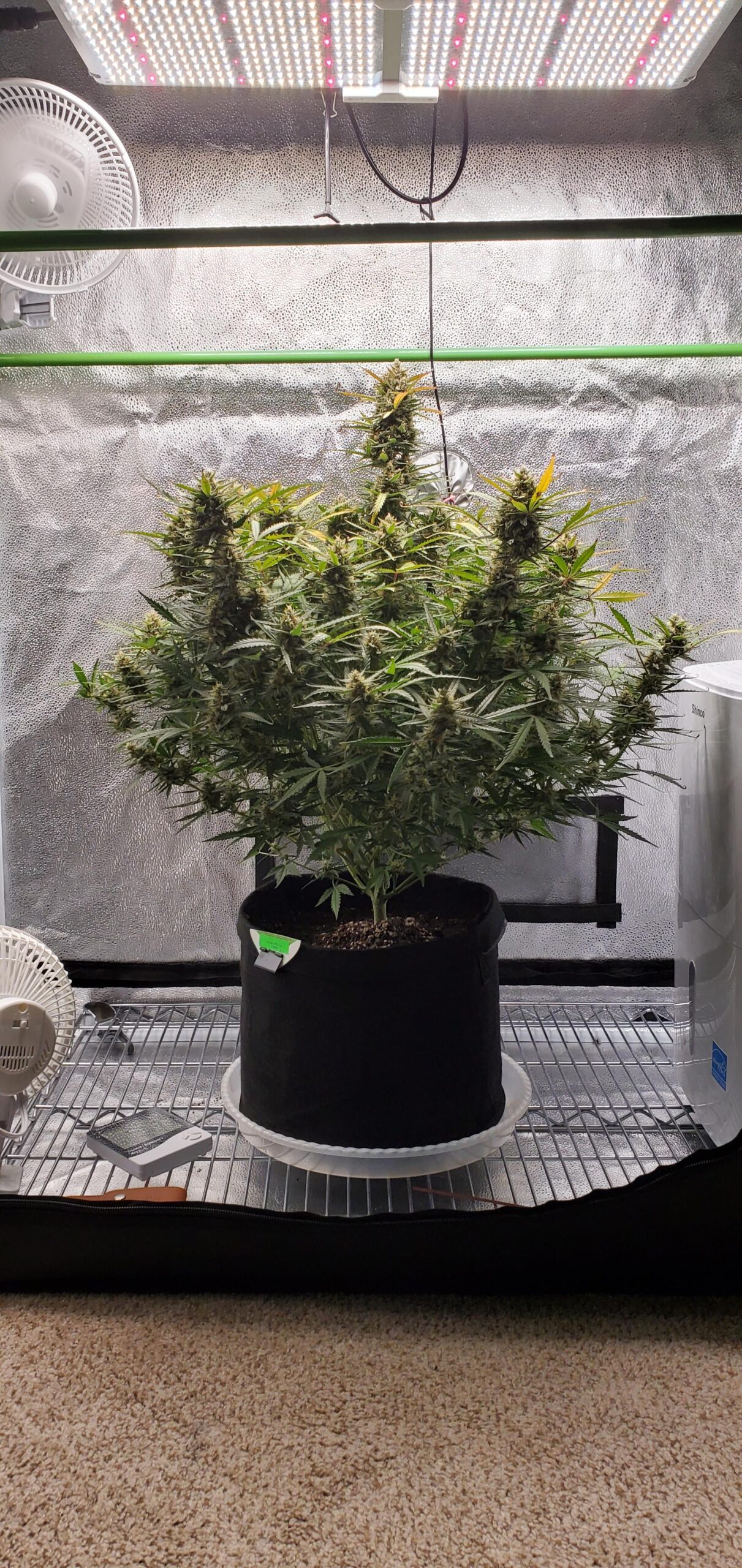 Spider Farmer 2x4 Complete Grow Tent Kit, SF2000 Full Spectrum Dimmable LED Grow Light Tent Complete System 24 x 47 x 71 Growing Tent Set 4 Ventilation System & 6 Clip Fan customer photo 1