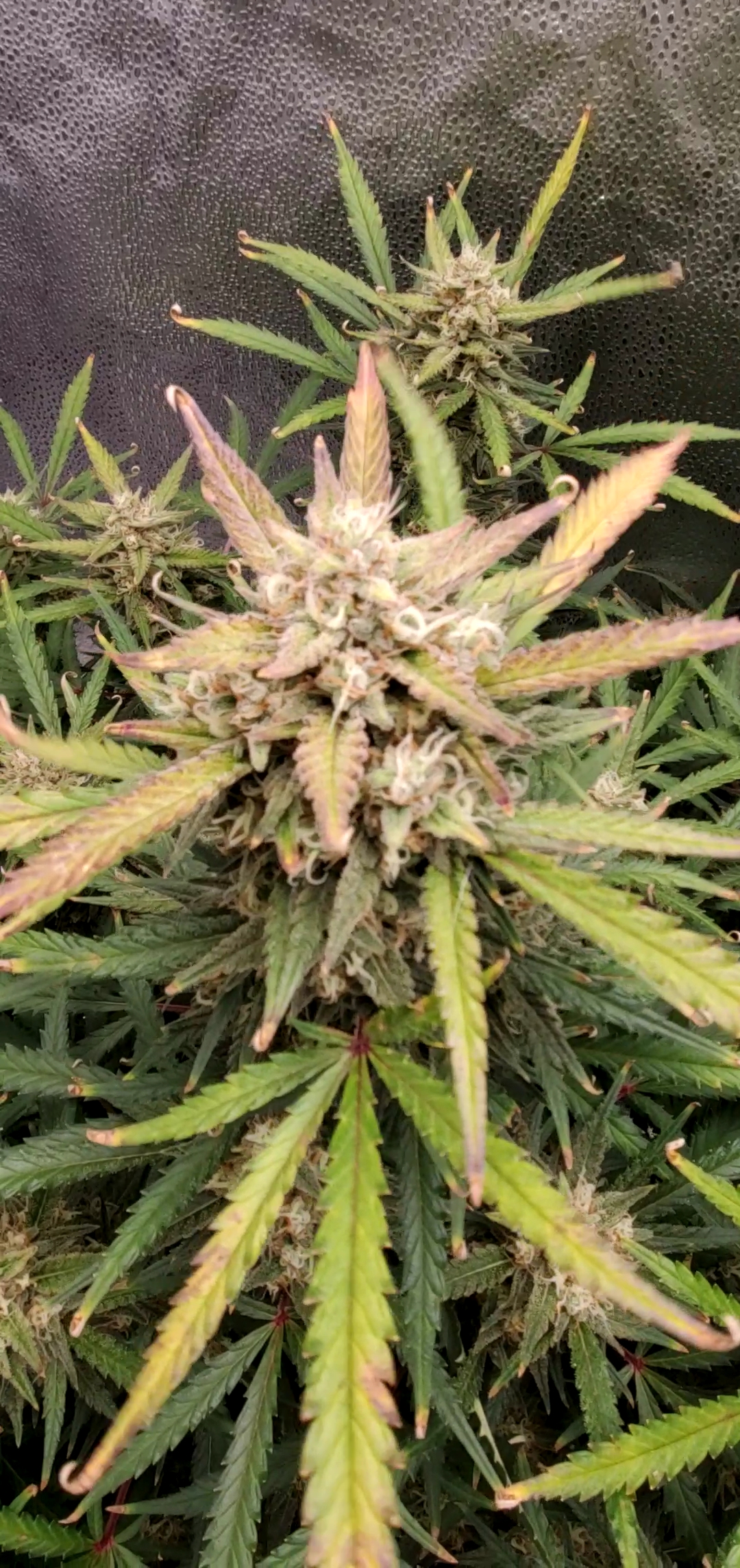 Spider Farmer 2x4 Complete Grow Tent Kit, SF2000 Full Spectrum Dimmable LED Grow Light Tent Complete System 24 x 47 x 71 Growing Tent Set 4 Ventilation System & 6 Clip Fan customer photo 2