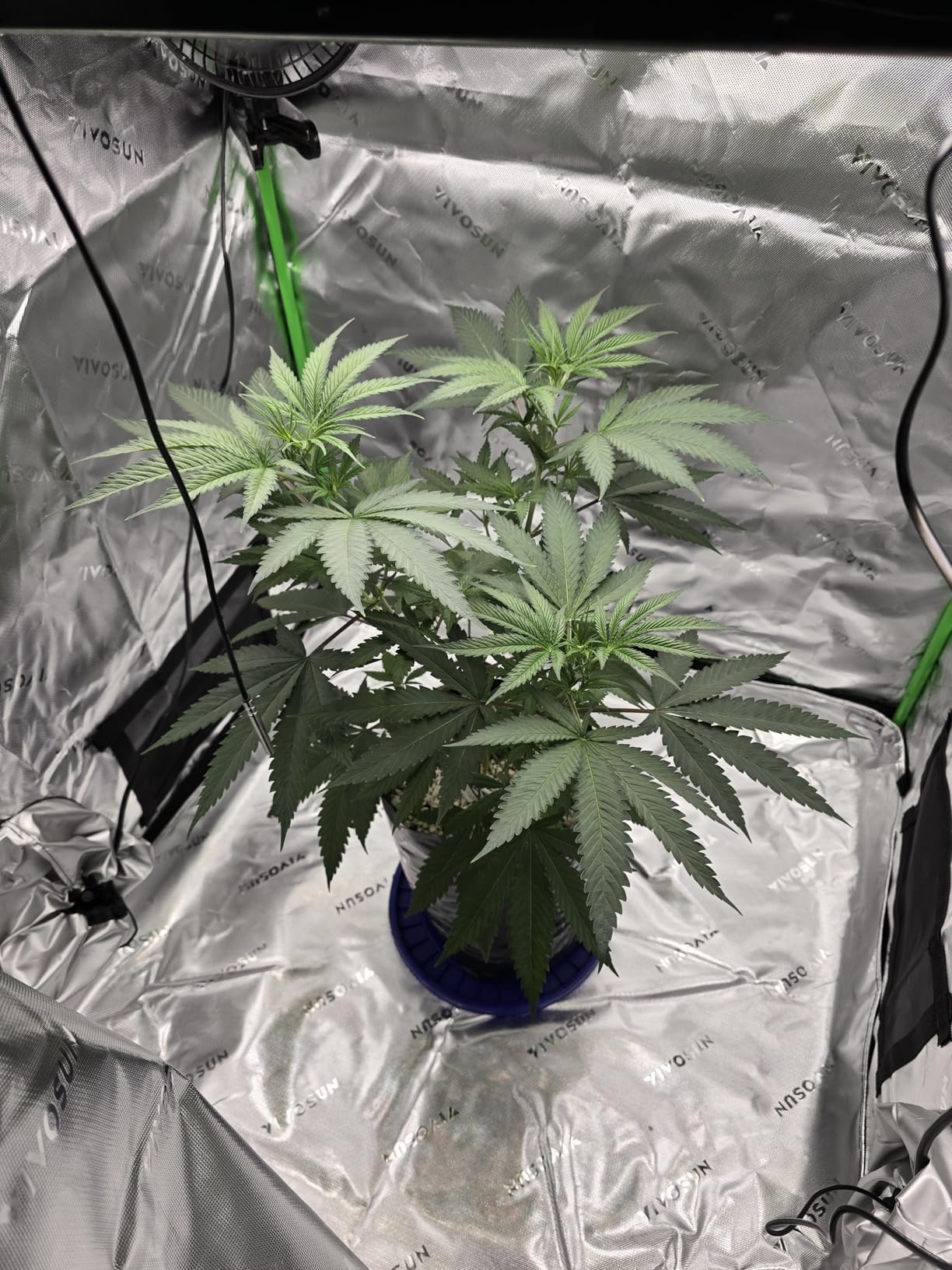 VIVOSUN LumaLight 200W LED Grow Light, Full Spectrum Plant Light, Smart Dimmable & High PPFD for Indoor Plants Seedling Vegetables Bloom, Fits 2x4/3x3 Grow Tents customer photo 1