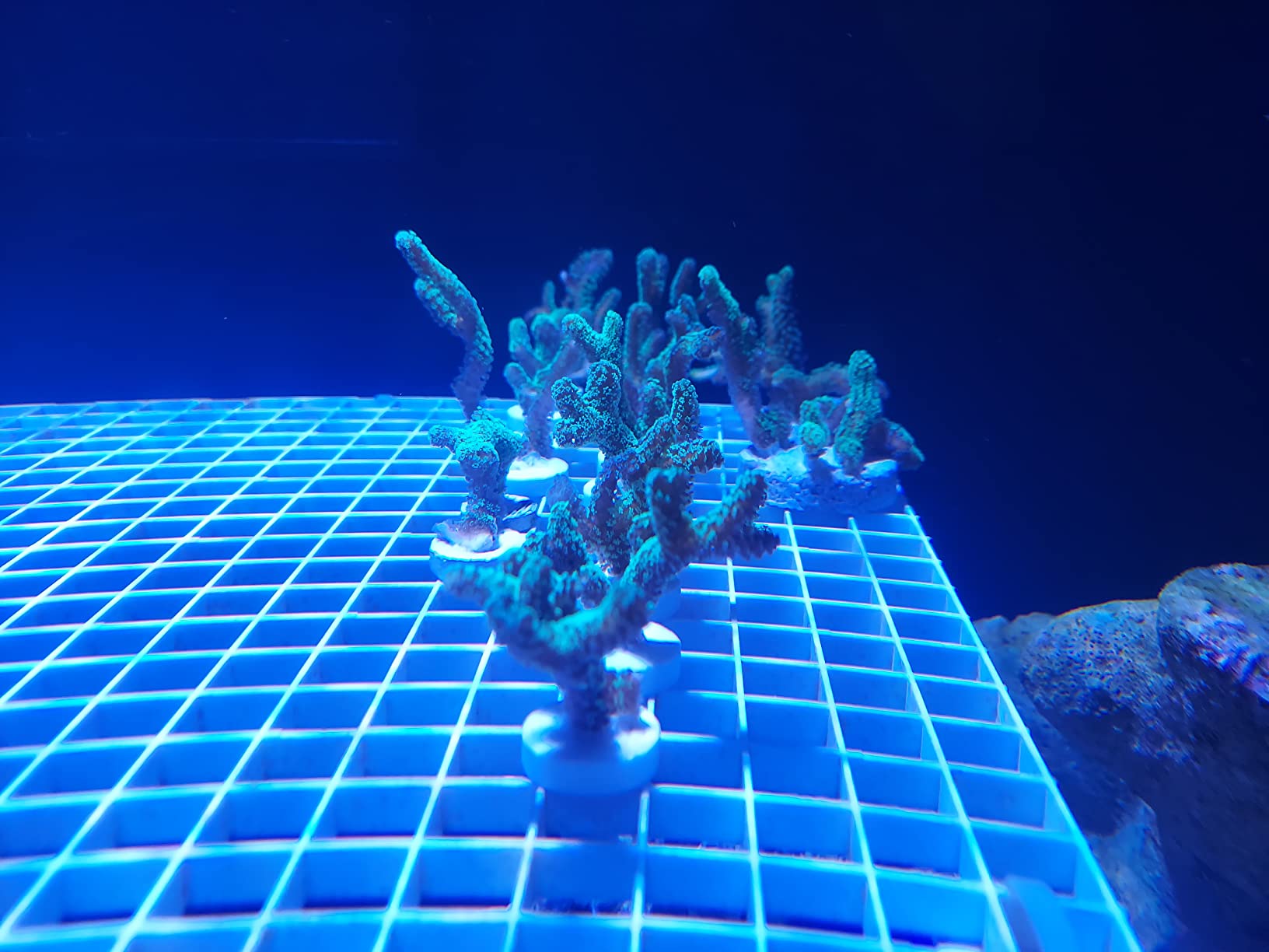 Ceramic Coral Frag Plugs 100 Pack Free Aquarium Glue for SPS LPS Tile (100 Plugs) customer photo 1