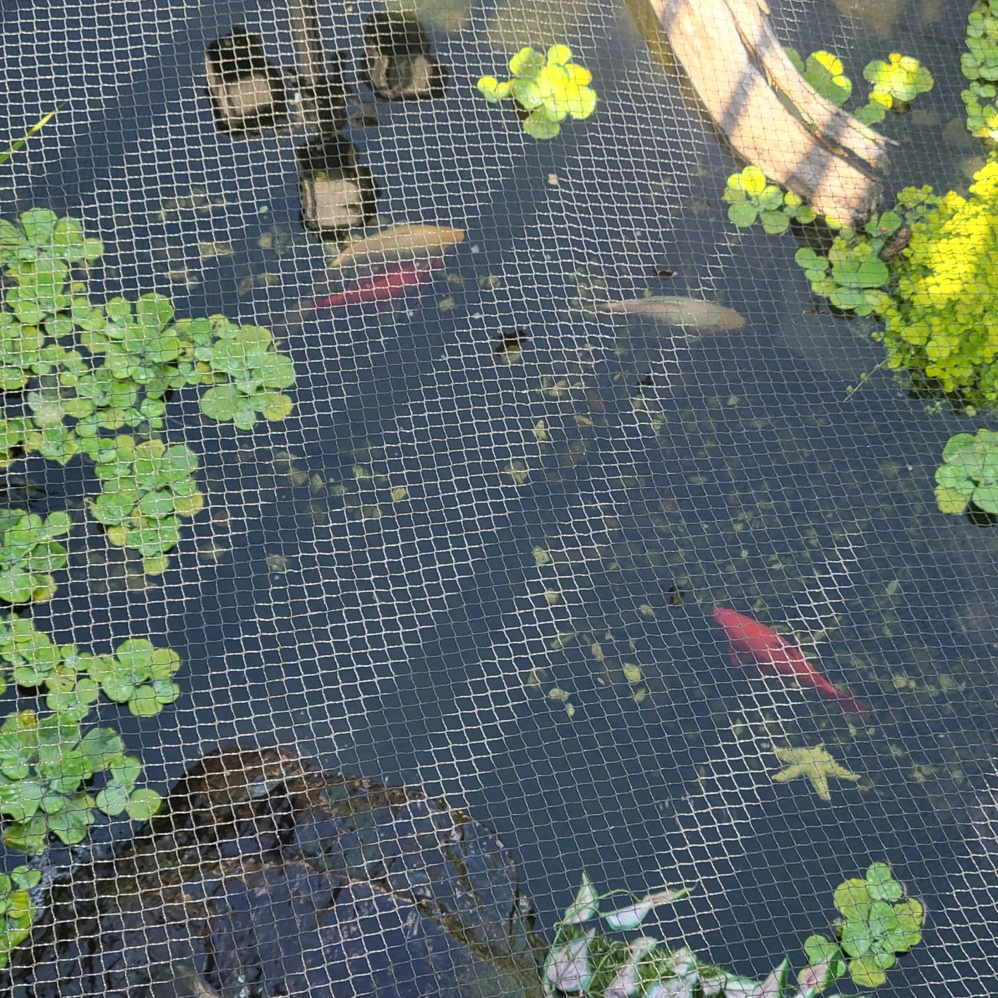 POYEE 20x20ft Pond Netting for Leaves Leaf Net Cover Pond Net with Small Fine Mesh Protecting Koi Fish from Birds Cats Stakes Included customer photo 2