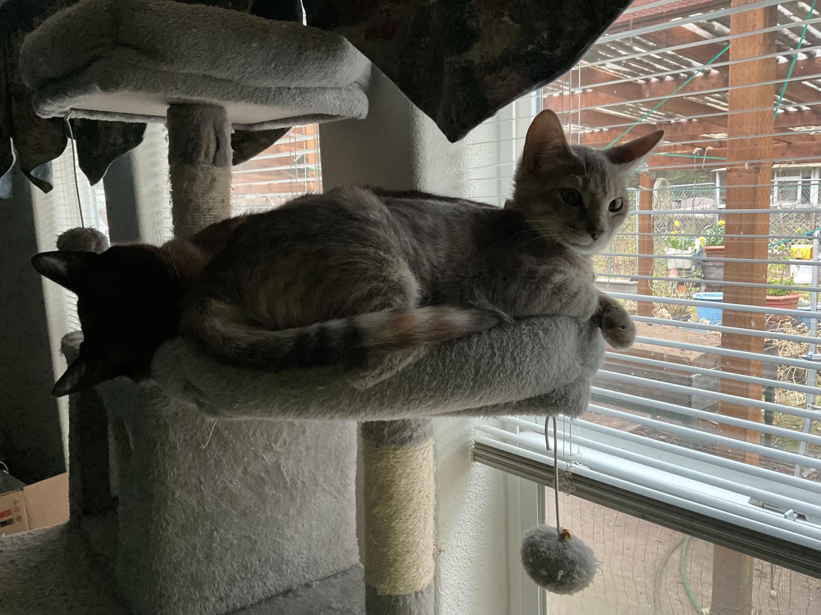 Feandrea Cat Tree, 81.1-Inch Large Cat Tower, Multi-Level Plush Condo with 13 Scratching Posts, 2 Perches, 2 Caves, Basket, Hammock, Pompoms, Smoky Gray UPCT190G01 customer photo 1