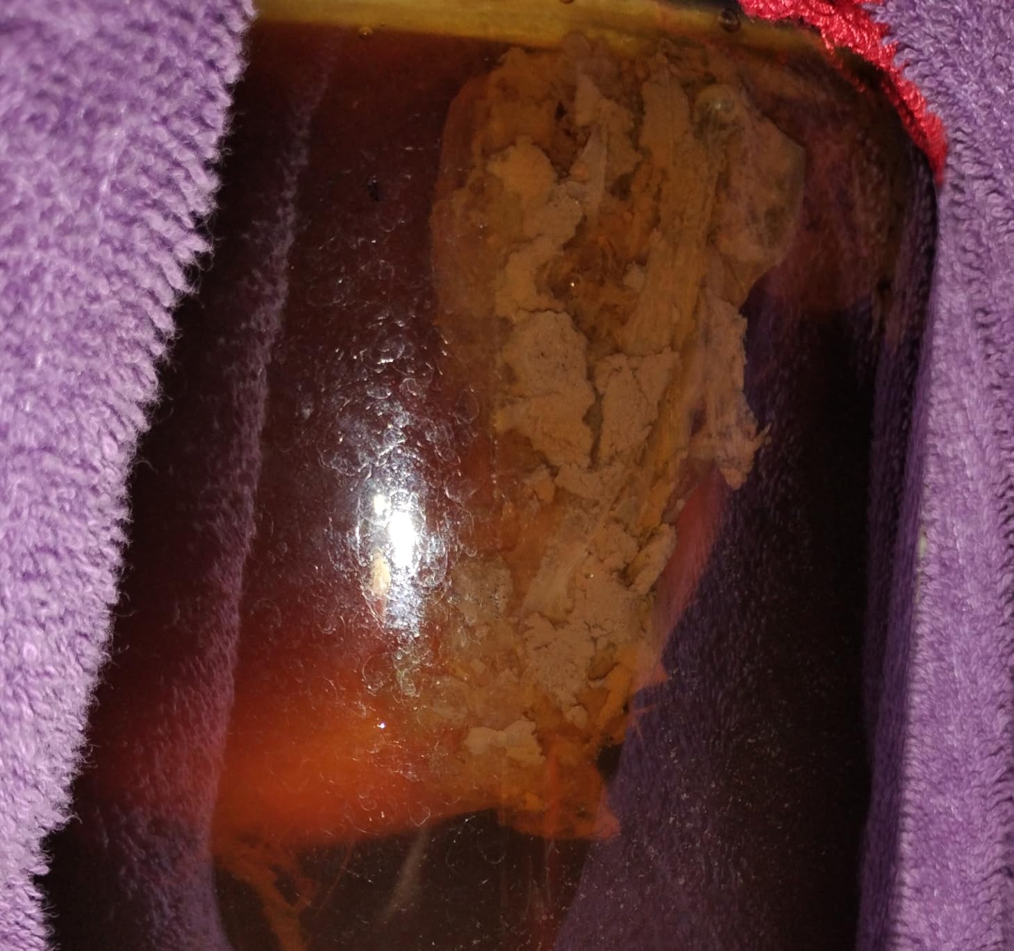 Organic SCOBY Kombucha Starter Kit with Live Culture for Brewing Kombucha Tea - Urban Kitchen customer photo 1
