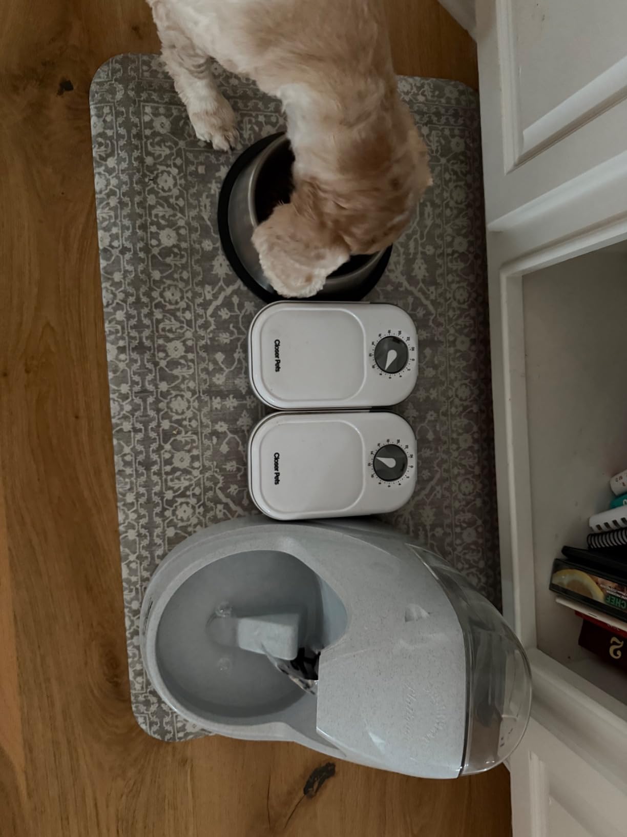 Closer Pets C200 2 Meal Timer-Controlled Automatic Pet Feeder - for Cats and Small Dogs, Wet or Dry Food, Stainless Steel Bowl Inserts and Ice Pack, up to 14 oz Each, White customer photo 2