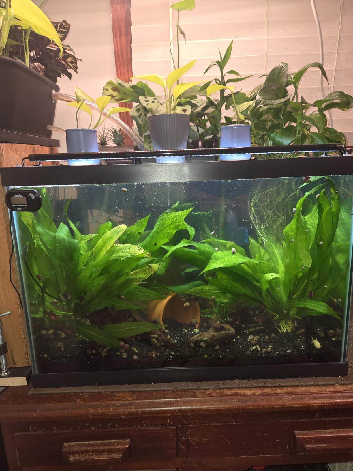 AA GKM9W Internal UV for Aquariums up to 50Ga, Black customer photo 1