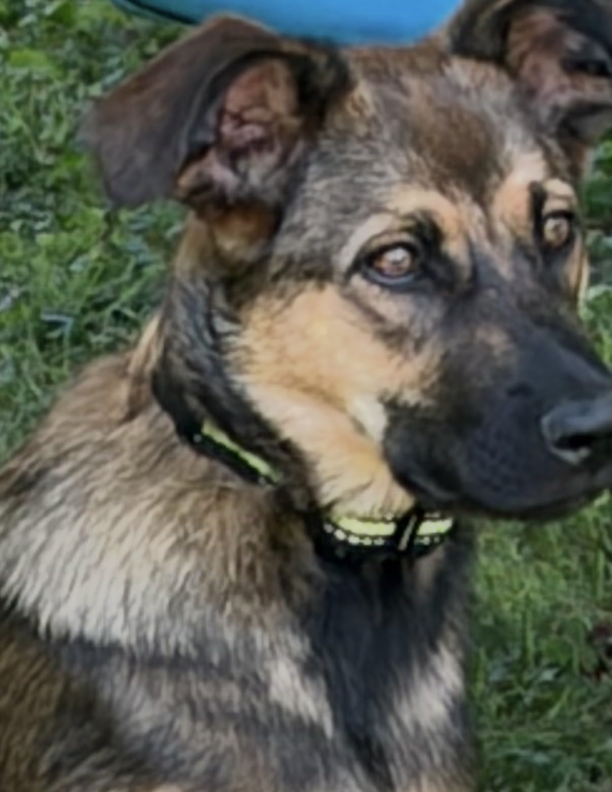 SLOPEHILL Dog Training Collar with Remote, 4200FT Electronic Shock Collar,Waterproof E-Collar with Beep, Vibration, Shock, Flash Light and No Shock Mode, Fit for Small Medium Large Dogs customer photo 2