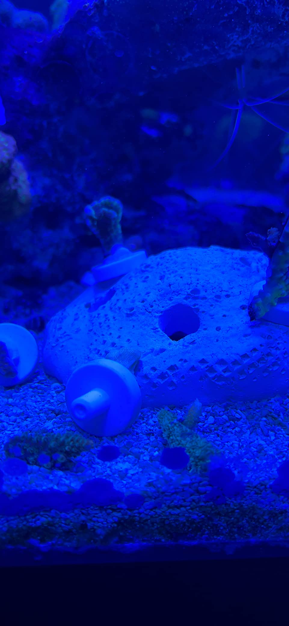 Ceramic White Coralline Coral frag Plugs Coral frag Base Round 20pc customer photo 2