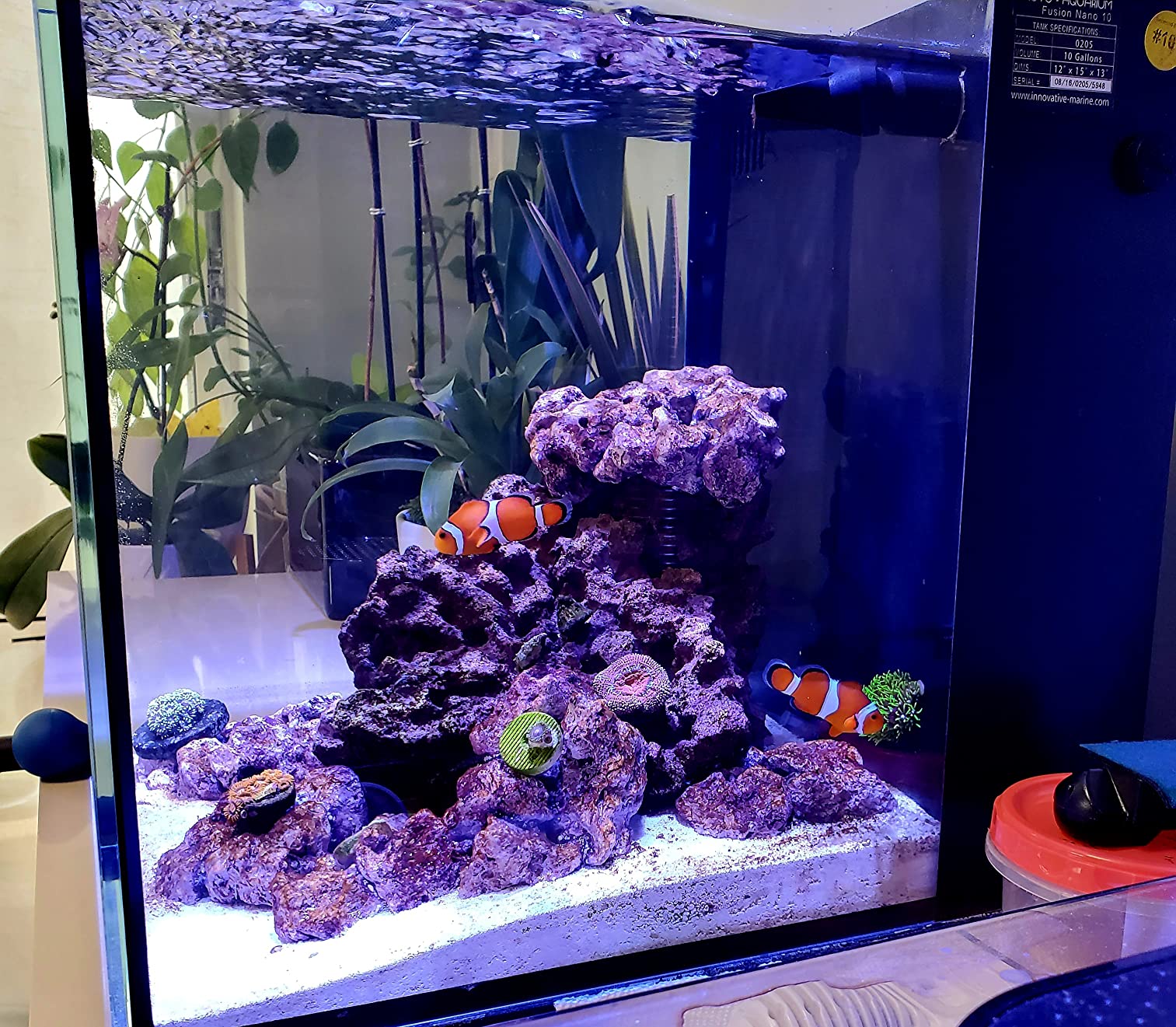 CaribSea Life Rock Frag Zone - 2.25 lb - Natural Aragonite-Based Frag Mounts for Reef Tanks - Ideal for Coral Frag Growout - Supports Healthy Coral Attachment customer photo 1