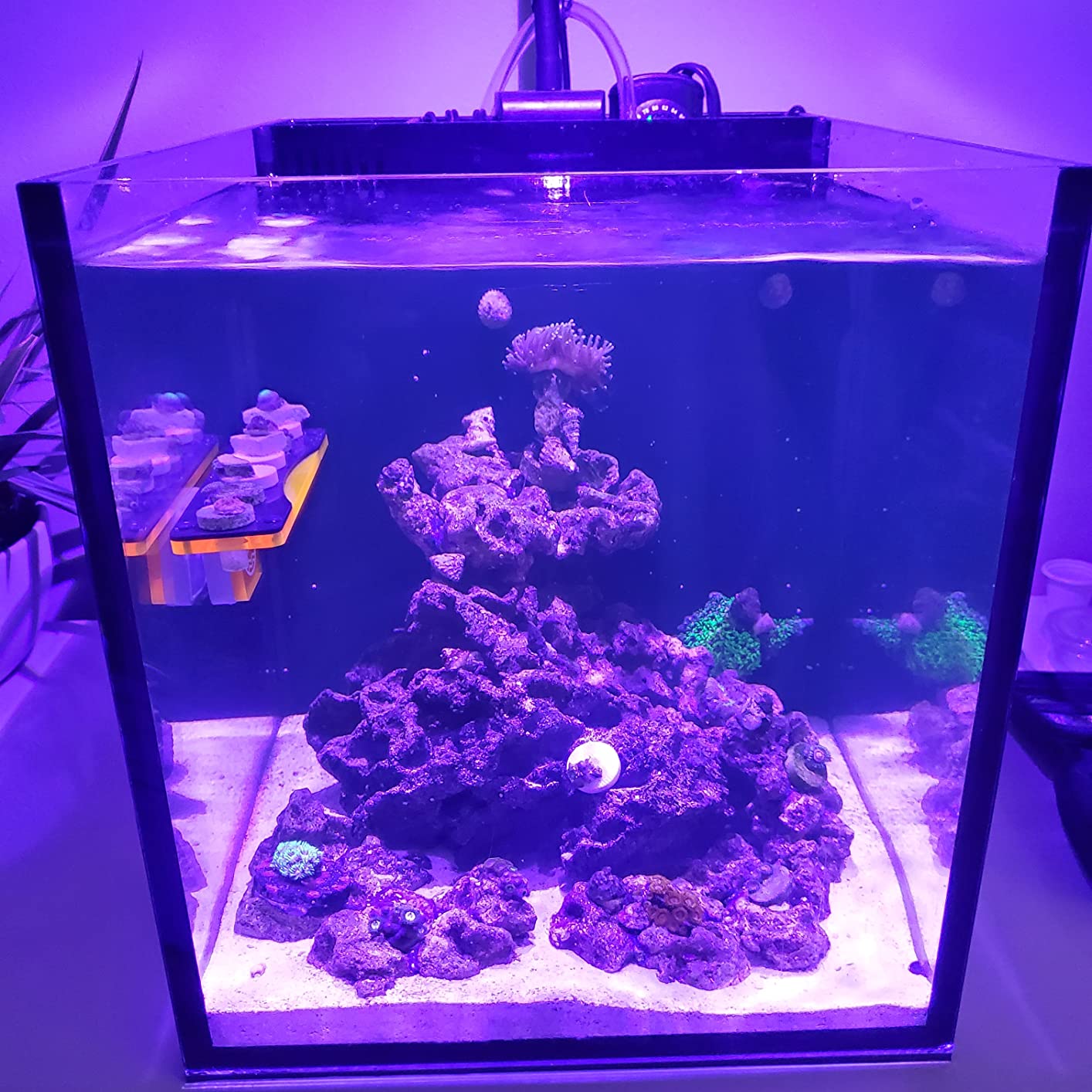CaribSea Life Rock Frag Zone - 2.25 lb - Natural Aragonite-Based Frag Mounts for Reef Tanks - Ideal for Coral Frag Growout - Supports Healthy Coral Attachment customer photo 2