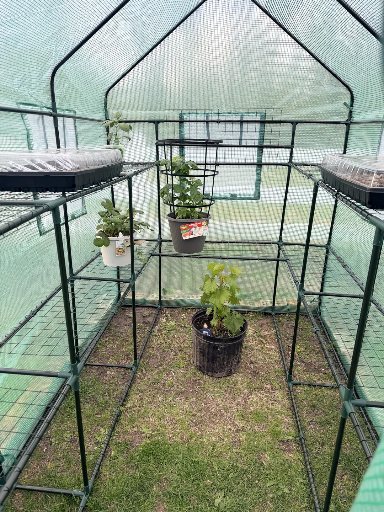 SUNGIFT Walk-in Greenhouse for Outdoors, 57x61x80 Inch Large Greenhouse, 3 Tiers 10 Shelves Mini Green House Kit with Observation Windows Roll-up Door Zipper, Plant Garden Hot House for Herbs, Flowers customer photo 2