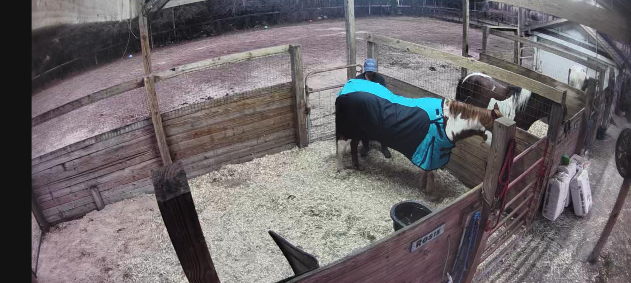 Challenger 1200D Horse Turnout Waterproof Heavy Weight Winter Blanket 5EE20PR customer photo 1